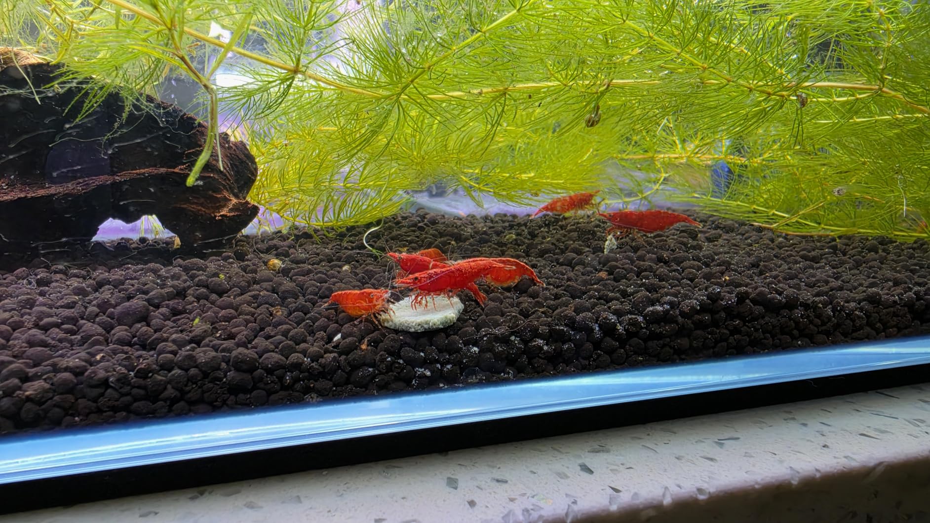 Fluval 12694 Plant and Shrimp Stratum for Freshwater Fish Tanks, 8.8 lbs. - Aquarium Substrate for Strong Plant Growth, Supports Neutral to Slightly Acidic pH customer photo 2