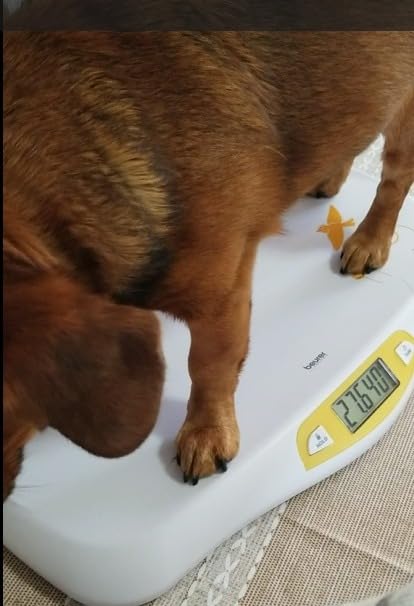 Beurer BY80 Digital Baby Scale, Infant Scale for Weighing in Pounds, Ounces, or Kilograms up to 44 lbs, Newborn Baby Scale with Hold Function, Pet Scale for Cats and Dogs customer photo 1