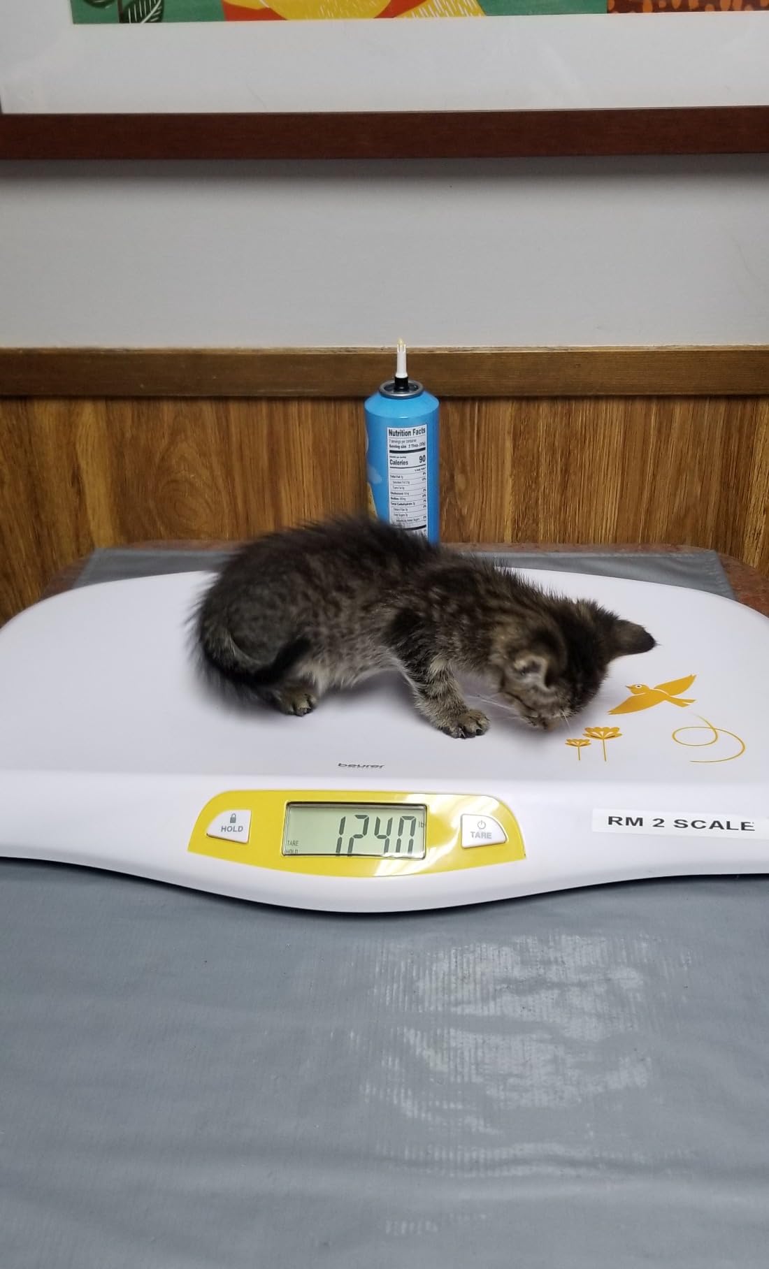Beurer BY80 Digital Baby Scale, Infant Scale for Weighing in Pounds, Ounces, or Kilograms up to 44 lbs, Newborn Baby Scale with Hold Function, Pet Scale for Cats and Dogs customer photo 2