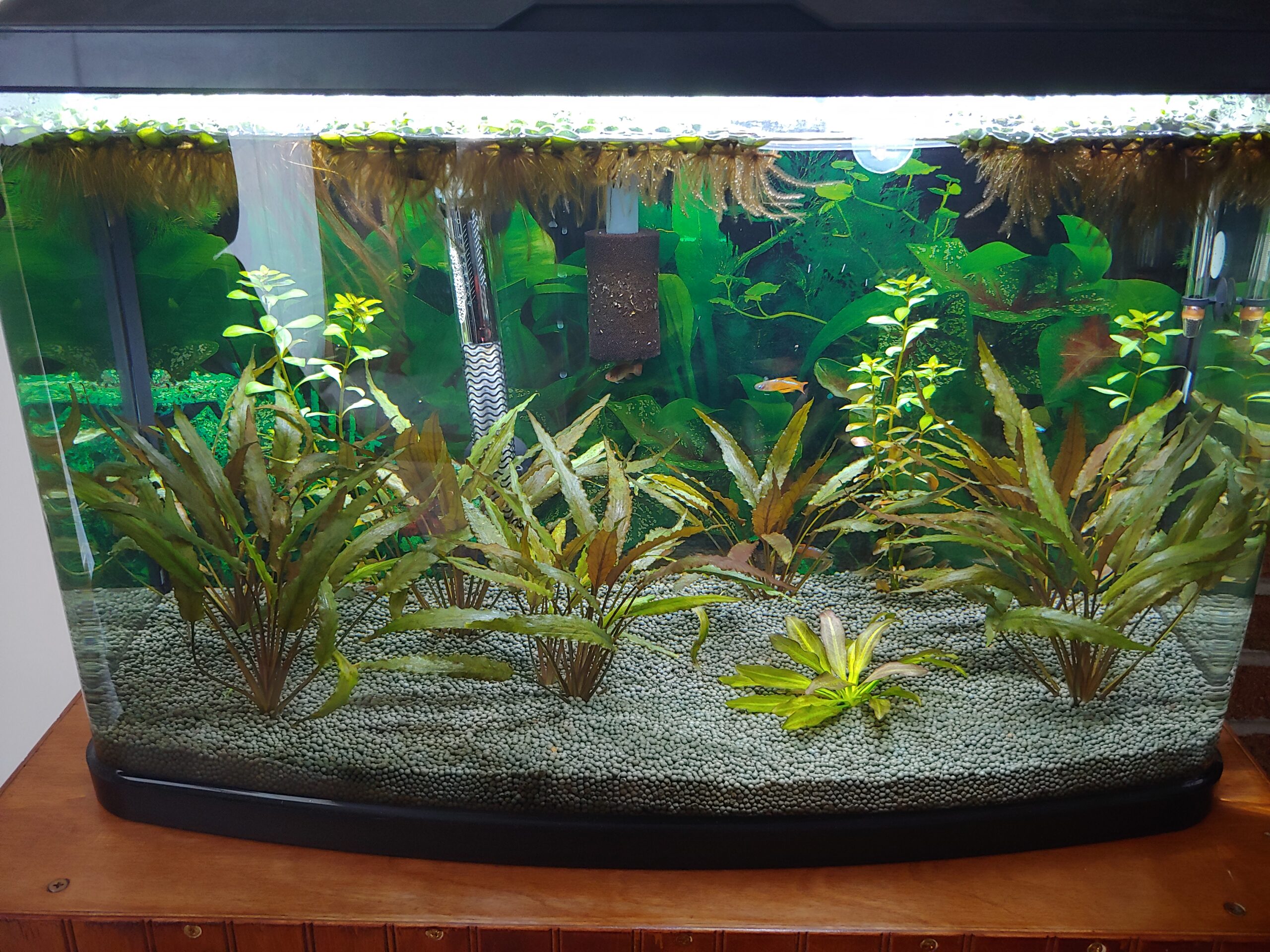 CaribSea Dry Packed Substrate Samurai Soil 9lb for Shrimp and Planted Aquaria customer photo 1