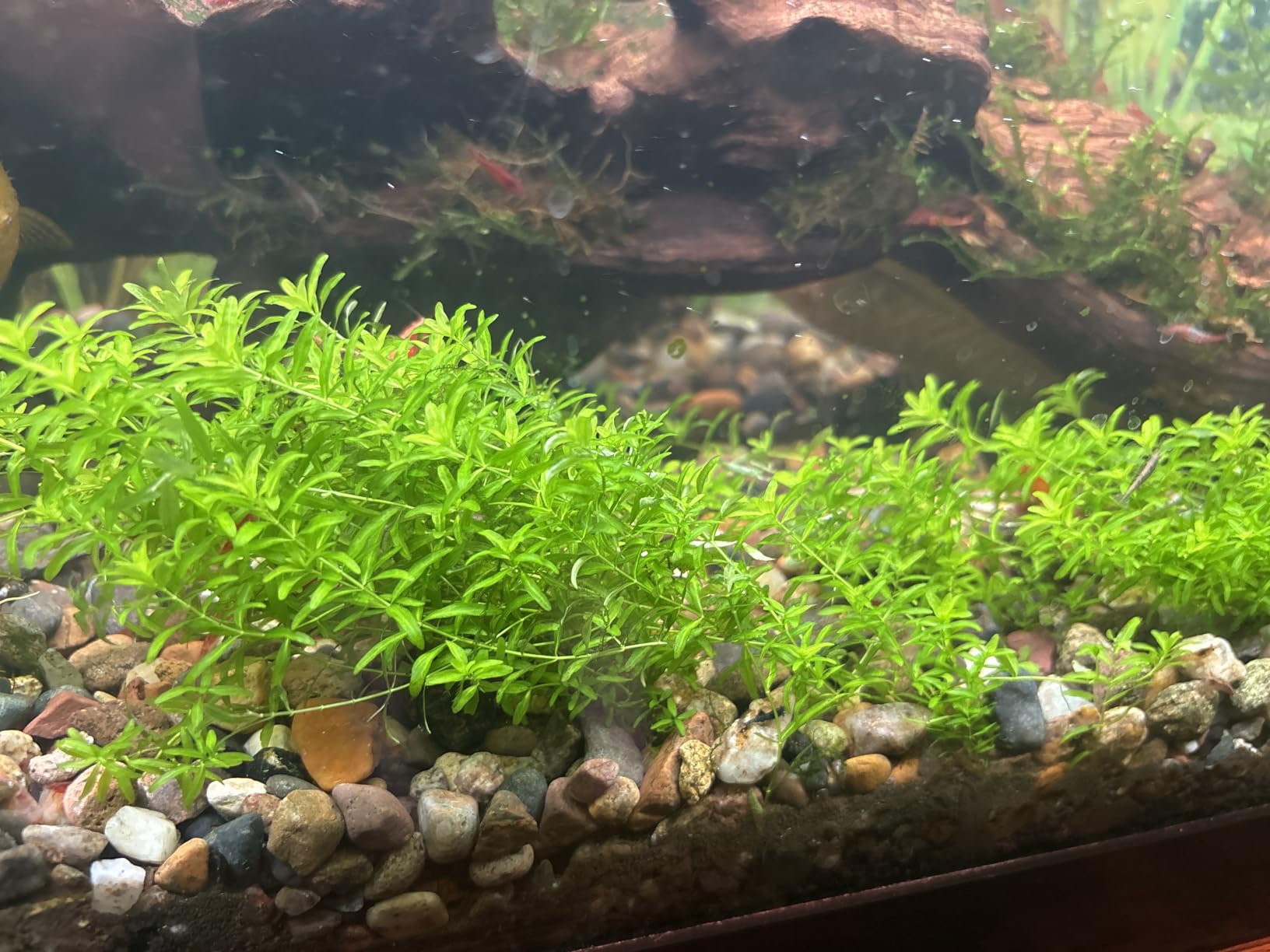 Aqueon Plant and Shrimp Aquarium Substrate, Aqua Soil for Fish Tanks, 5 Pounds customer photo 2