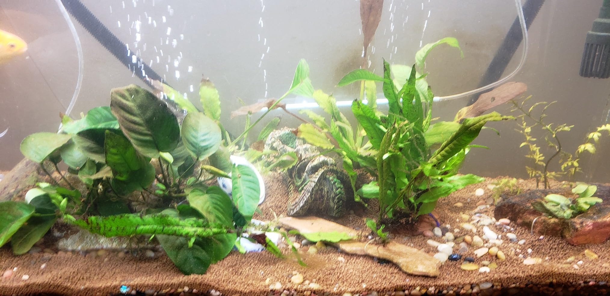 Ultum Nature Systems Controsoil - Freshwater Aqua Soil Substrate for Fish, Shrimp, Live Plant Propagation and Aquascaping - 6.8pH Low Ammonia, Volcanic Ash - Brown, Fine (10 Liter) customer photo 1