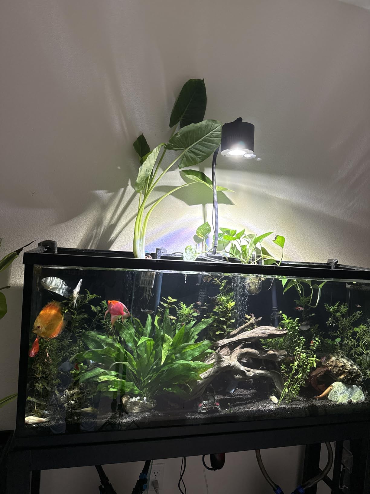 Ultum Nature Systems Controsoil - Freshwater Aqua Soil Substrate for Fish, Shrimp, Live Plant Propagation and Aquascaping - 6.8pH Low Ammonia, Volcanic Ash - Brown, Fine (10 Liter) customer photo 2