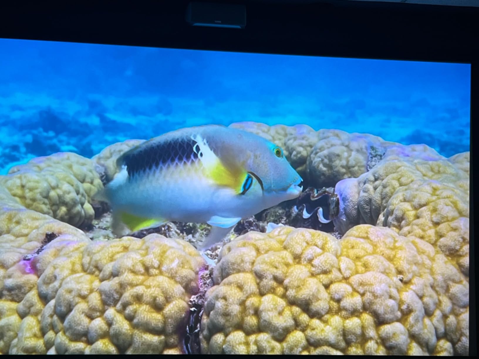 Epson Home Cinema 5050UB 4K PRO-UHD 3-Chip Projector with HDR, White customer photo 2