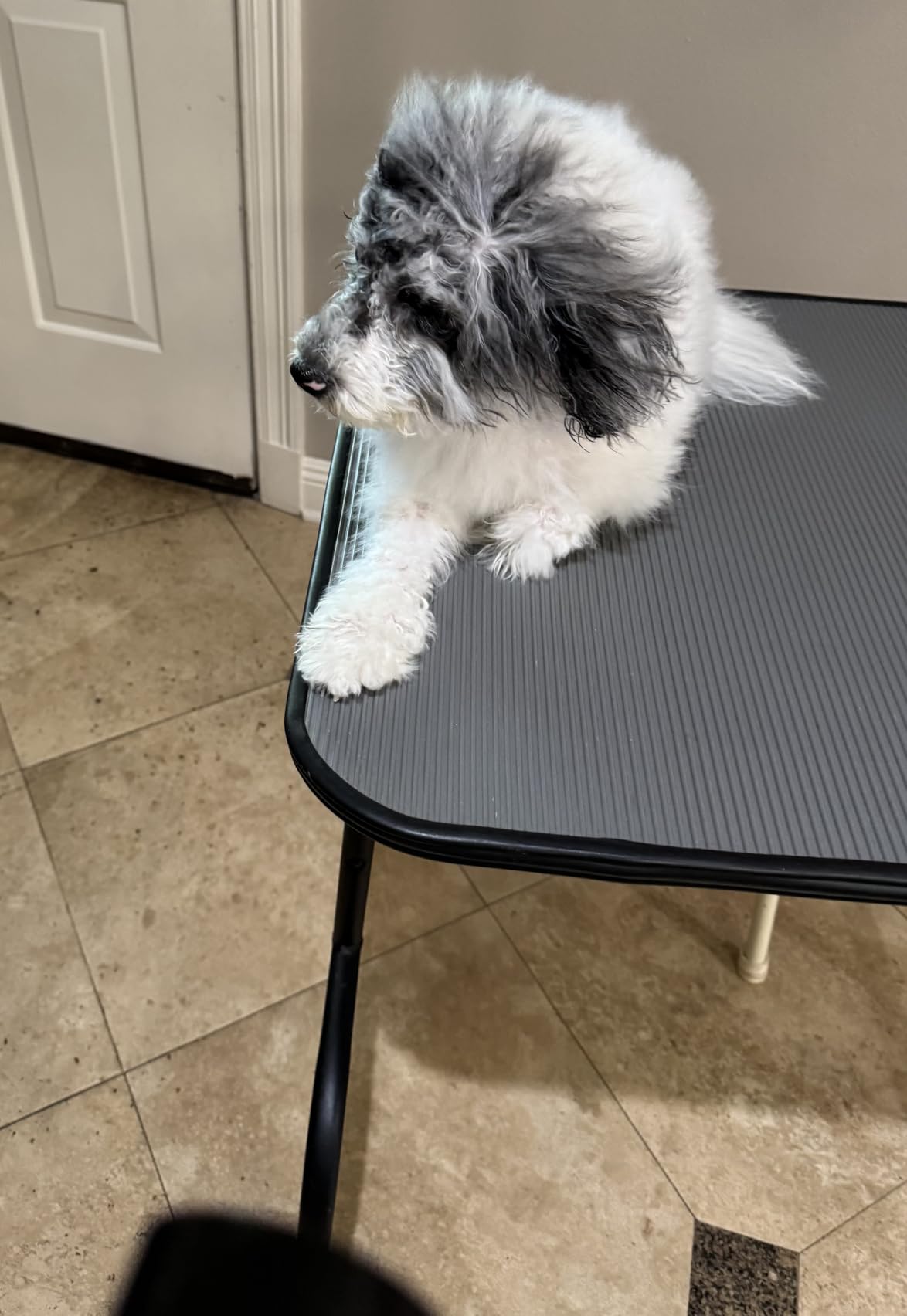 Dog Dryer for Pet Grooming, High Velocity Pet Hair Dryer with Heater, Adjustable Speed, 3 Nozzles and a Comb, Blue customer photo 1