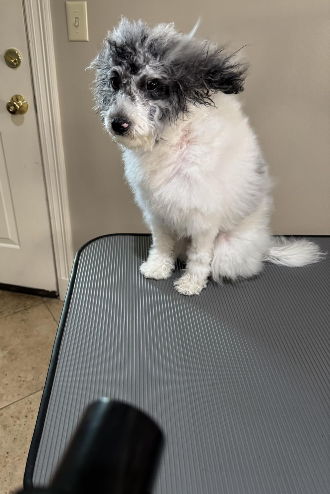 Dog Dryer for Pet Grooming, High Velocity Pet Hair Dryer with Heater, Adjustable Speed, 3 Nozzles and a Comb, Blue customer photo 2
