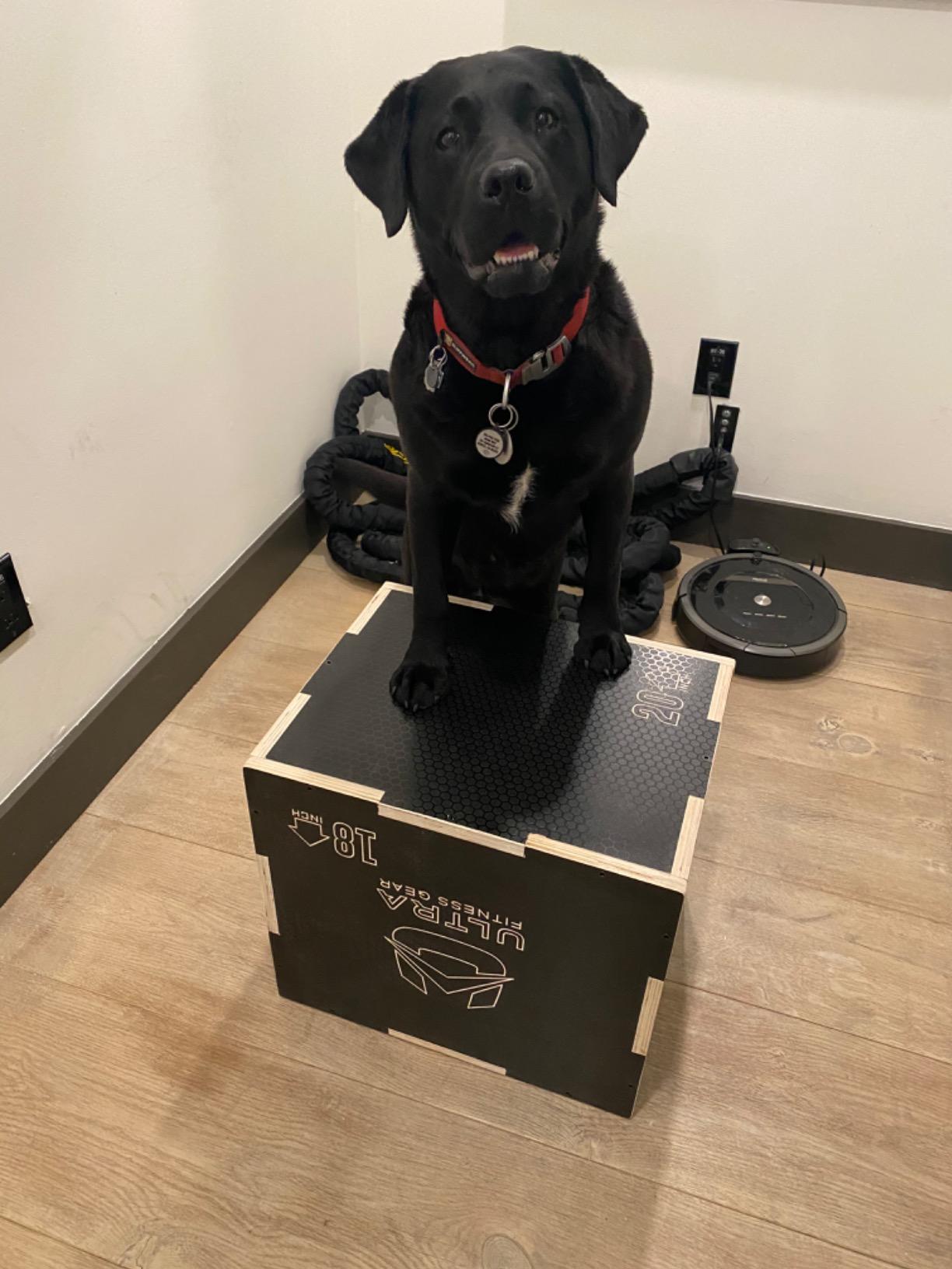 Wooden Plyo Box, 31 Plyometric Jump Training Squat, Step Up, Jumps & More Workout Size S, M, L, XL, Home Gym Exercise Equipment (Black Anti-Slip, Small 16/14/12) customer photo 1