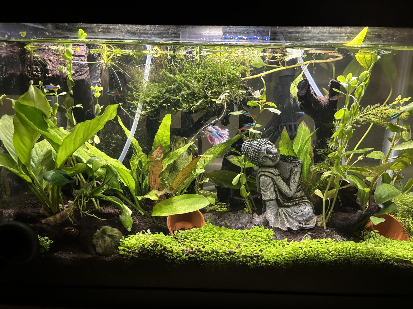 LANDEN Aqua Soil Substrate 5L(10lbs) for Natural Planted Aquarium, Plant or Shrimp Stratum, Clay Gravel and Stable Porous Substrate for Freshwater Aquarium, Black Color customer photo 2