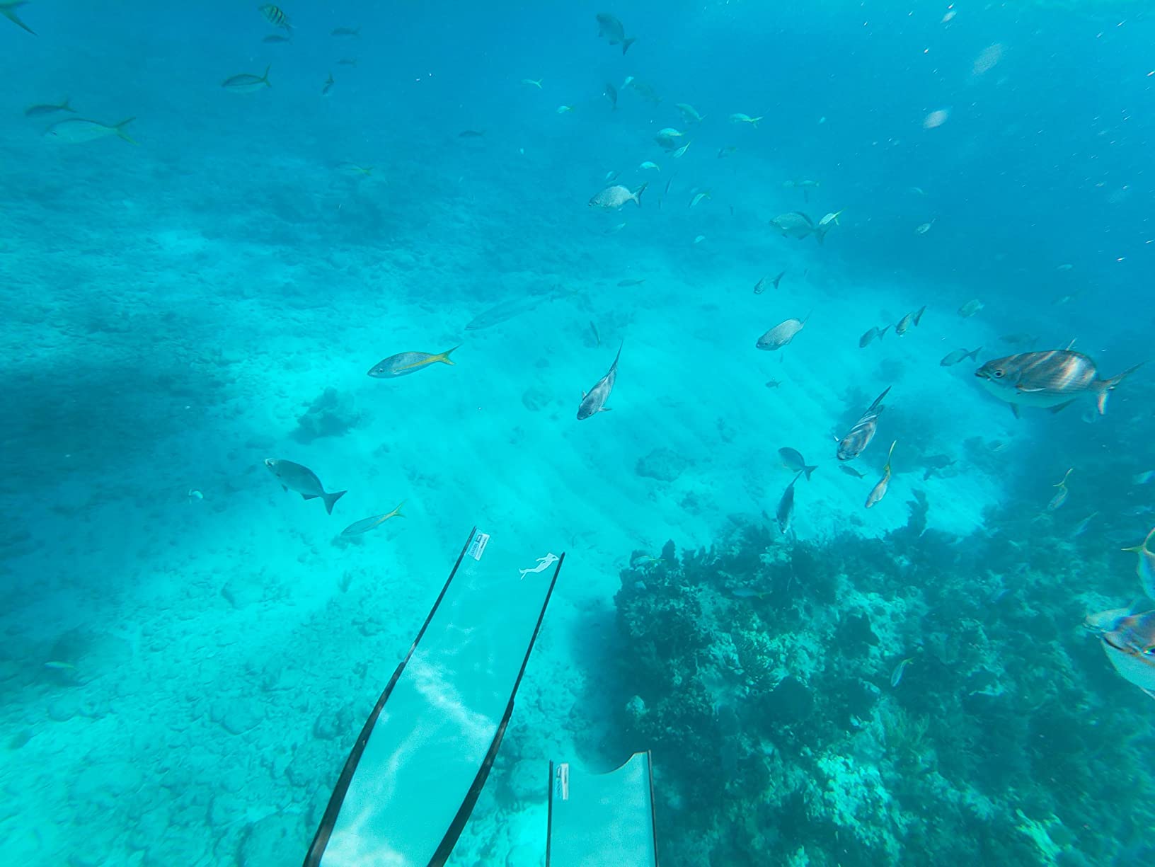 ICE Freediving and Spearfishing Fins customer photo 1