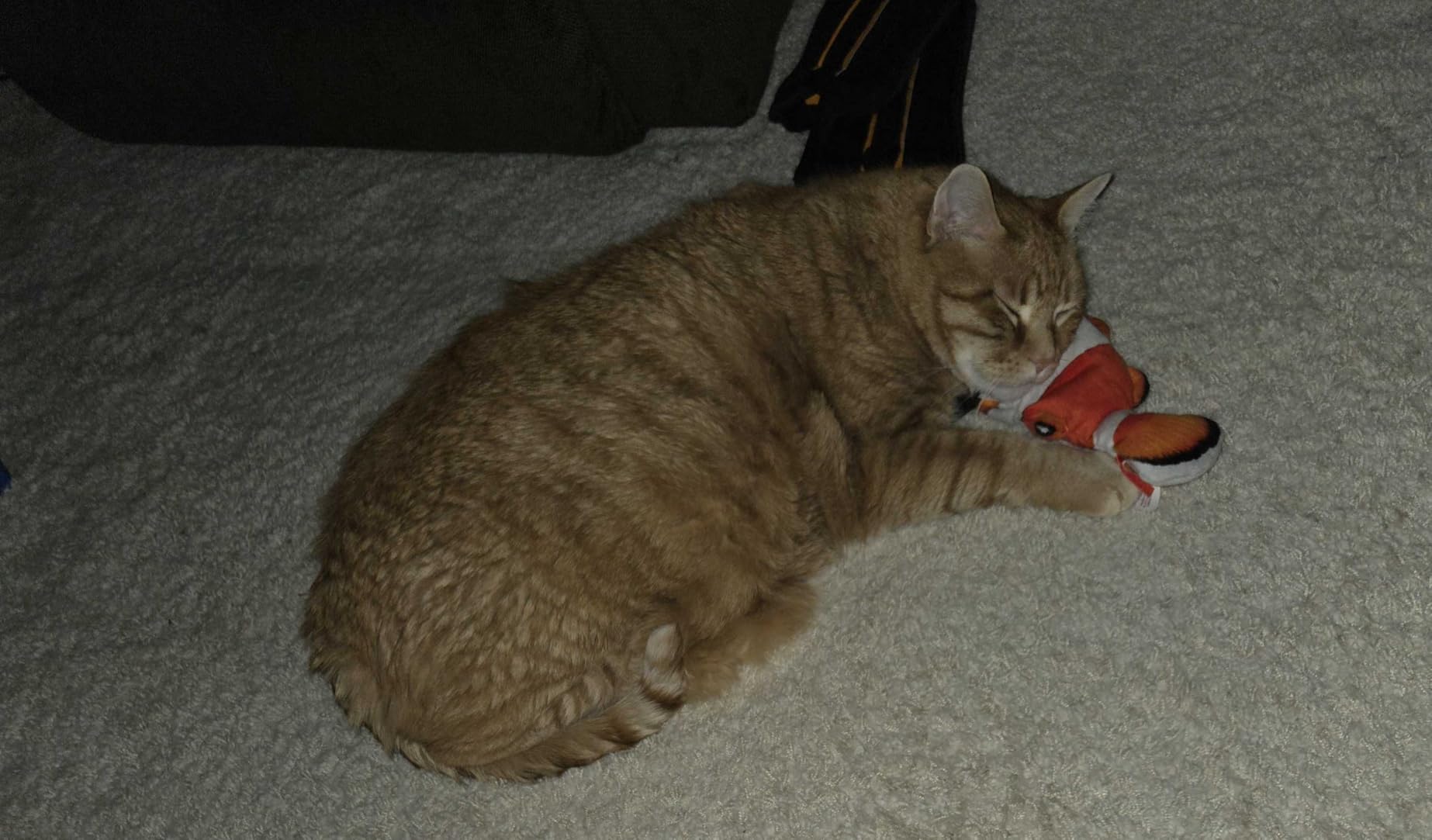 Potaroma Cat Toys Flopping Fish with Catnip, Moving Kitten Kicker, Floppy Wiggle Carp for Small Dogs, Interactive Motion Kitty Exercise, 10.5 Inches customer photo 1