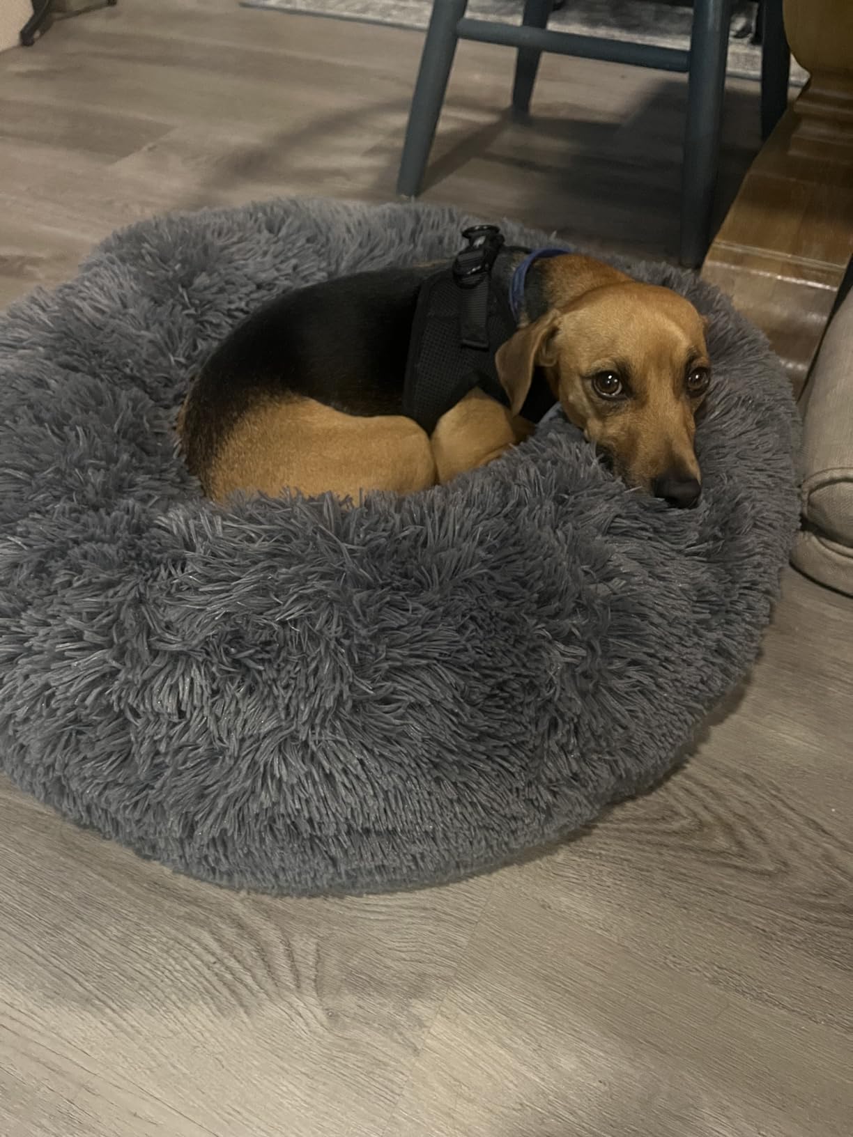 Bedsure Calming Dog Bed Medium Size Dog - Donut Washable Medium Pet Bed, 30 inches Anti-Slip Round Fluffy Plush Faux Fur Cat Bed, Fits up to 45 lbs Pets, Camel customer photo 1