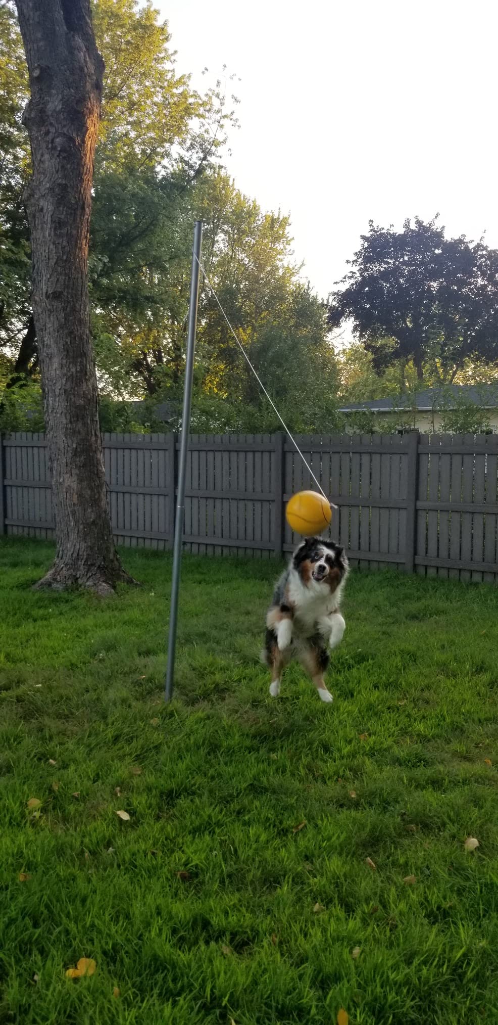 STERLING Sports Premium Tetherball Set Heavy Duty Tether Ball, Rope and Pole Set, 10-1/2' Tall for Outdoor Backyard customer photo 1