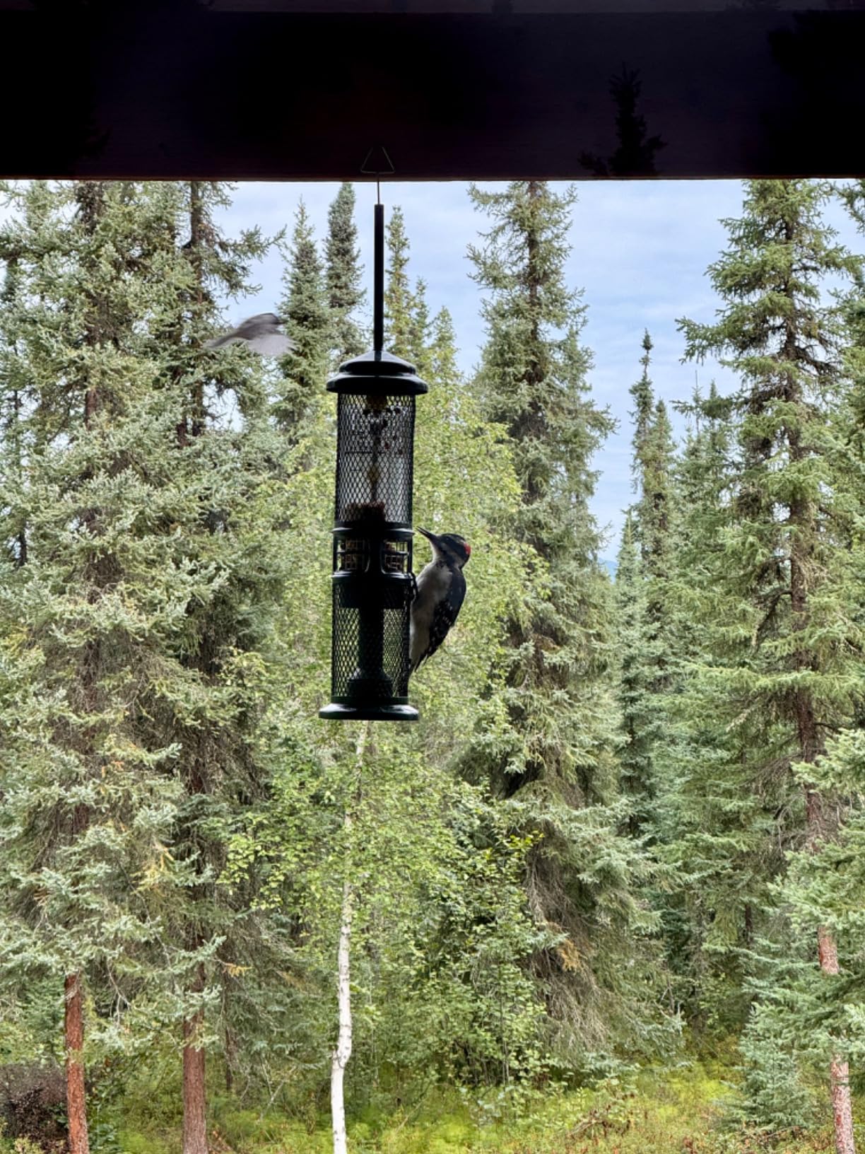 Brome Squirrel Buster Nut Feeder Squirrel-Proof Bird Feeder for Shelled Peanuts & Dried Fruit, Weight-Adjustable, Woodpecker Friendly customer photo 2