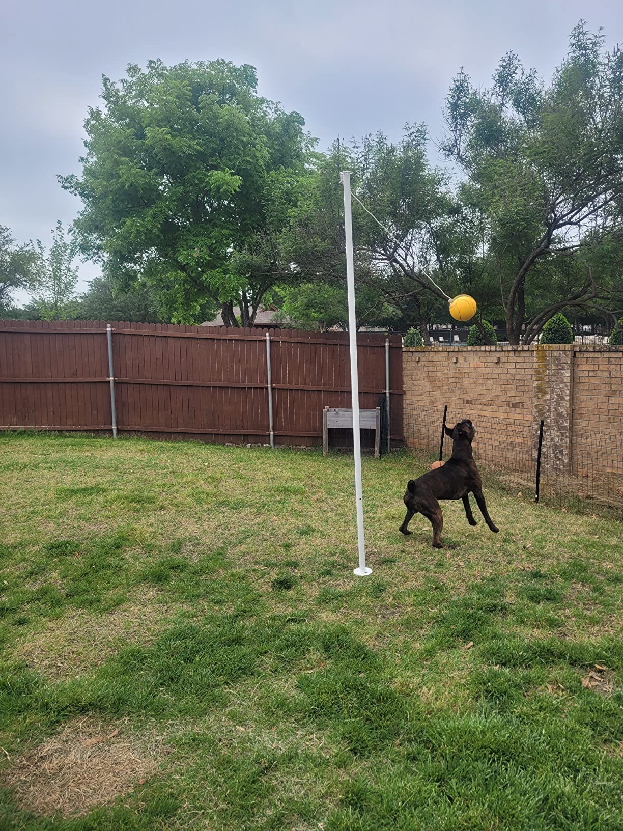 GoSports Backyard Tetherball Game - Full Size Outdoor Tetherball customer photo 2
