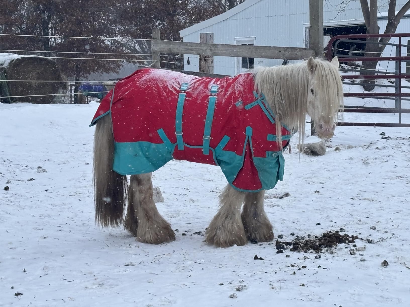 HILASON 1200D Winter Waterproof Poly Horse Blanket Belly Wrap | Turnout Blankets for Horses customer photo 1