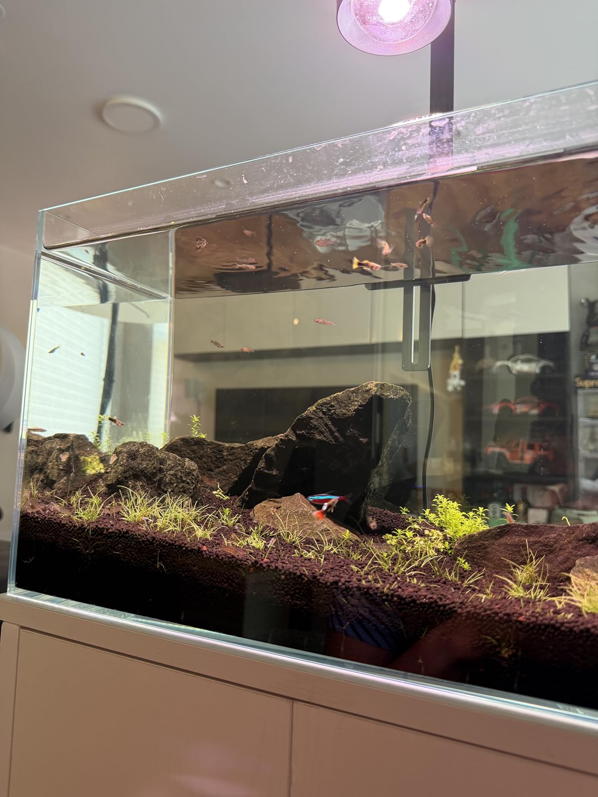 LAQUAL 3 Gallon Ultra Clear Glass Fish Tank, Rimless Low Iron Aquarium for Betta/Nano/Goldfish/Snail/Shrimp, Small Fish Tank with Fish Net & Cleaning Tools customer photo 2