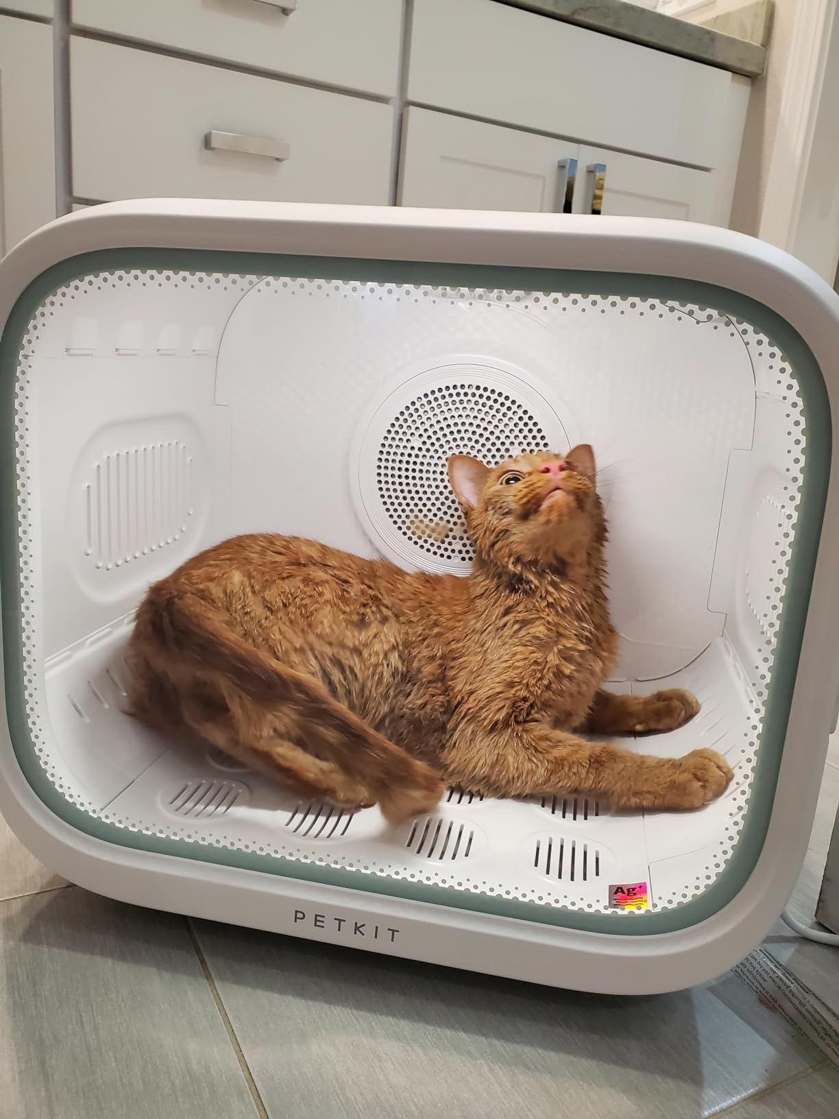 PETKIT AIRSALON MAX Automatic Pet Hair Drying Box for Cat Puppy Kitten,Ultra Quiet Hair Dryer for Small Dog Grooming,60L Large Capacity/Smart Temperature Control via App and Touch Panel customer photo 2