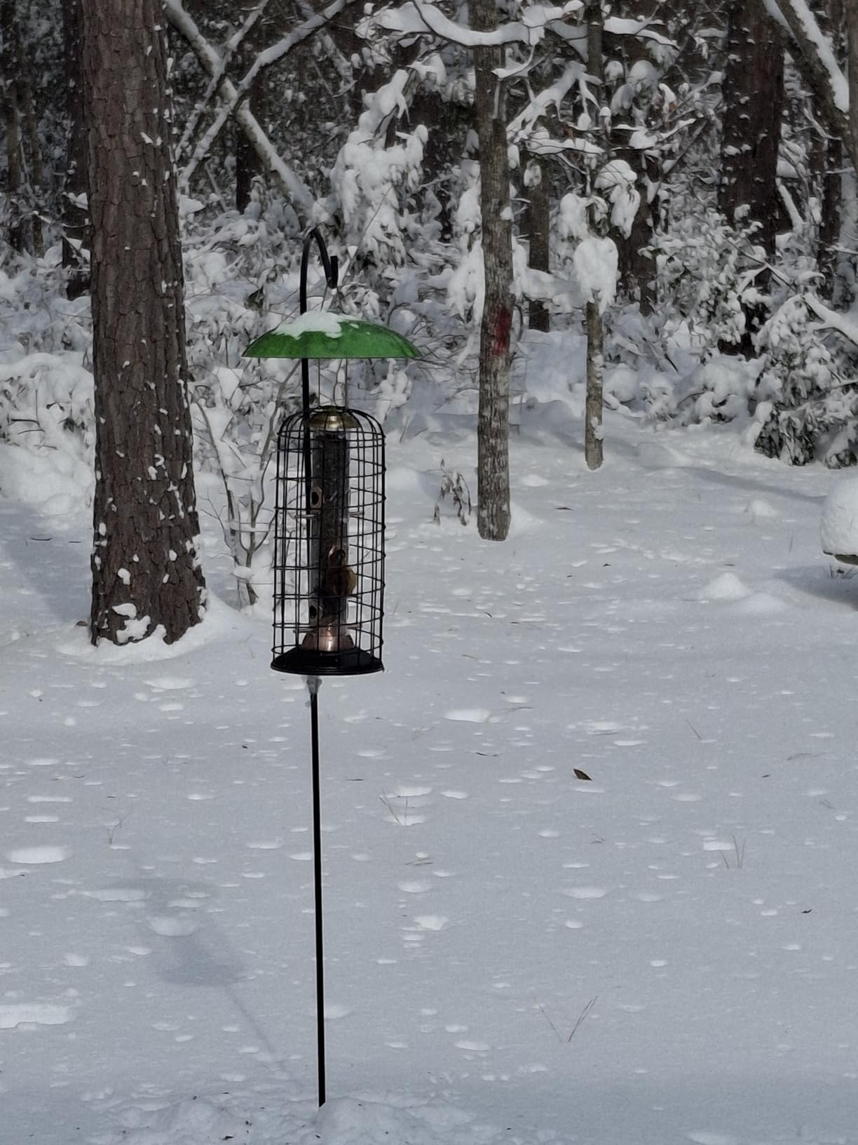 iBorn Bird Feeders Hanging - Squirrel Proof Bird Feeders for Outdoors, Pigeon Proof Caged Feeder, Heavy Duty All Metal Copper 14 Inch customer photo 2