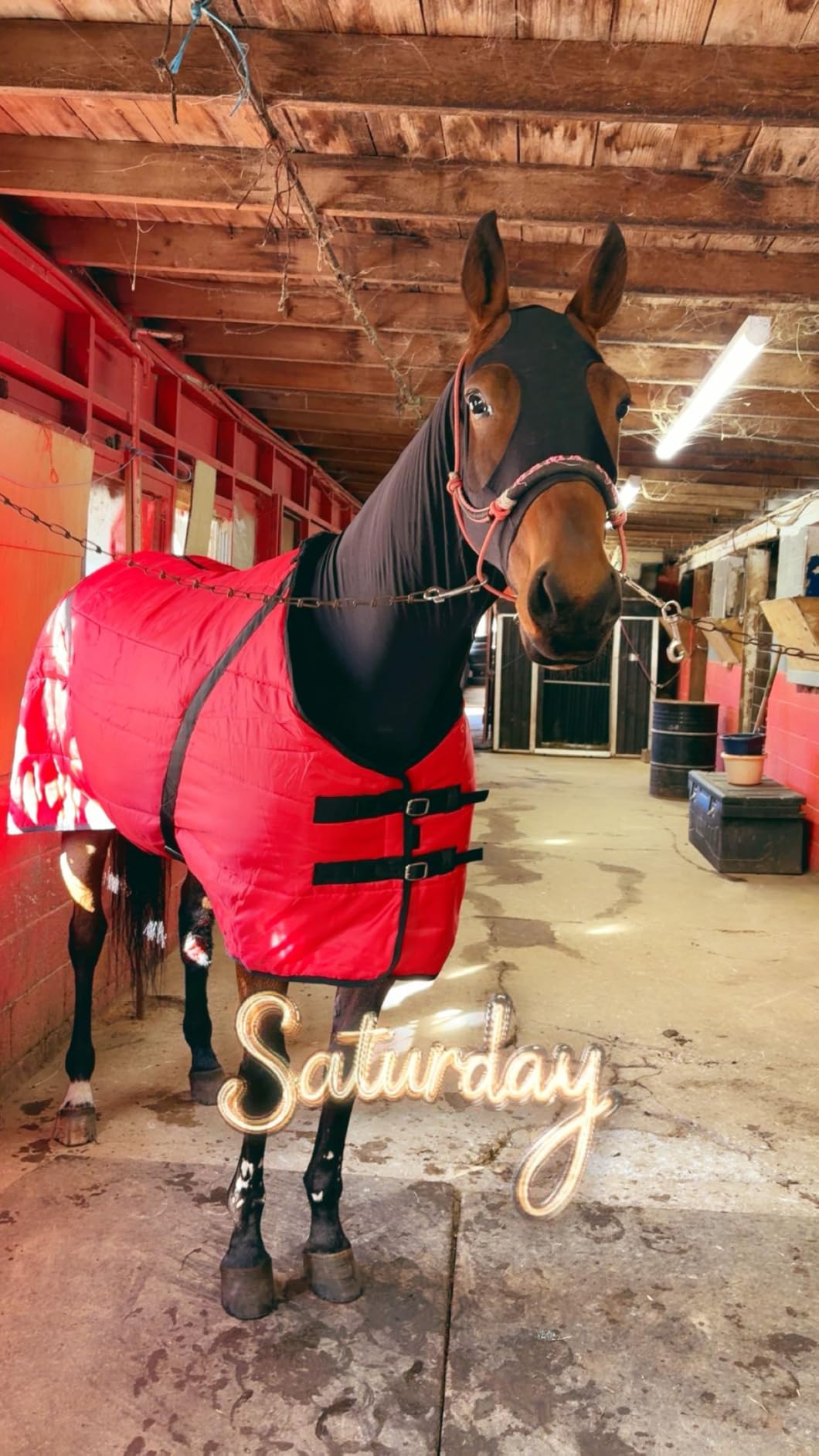 Country Pride Sentinel Channel Quilt Horse Stable Blanket, Midweight Open Front, 420D Nylon Outer Shell, 250g Poly-Fill Insulation customer photo 1