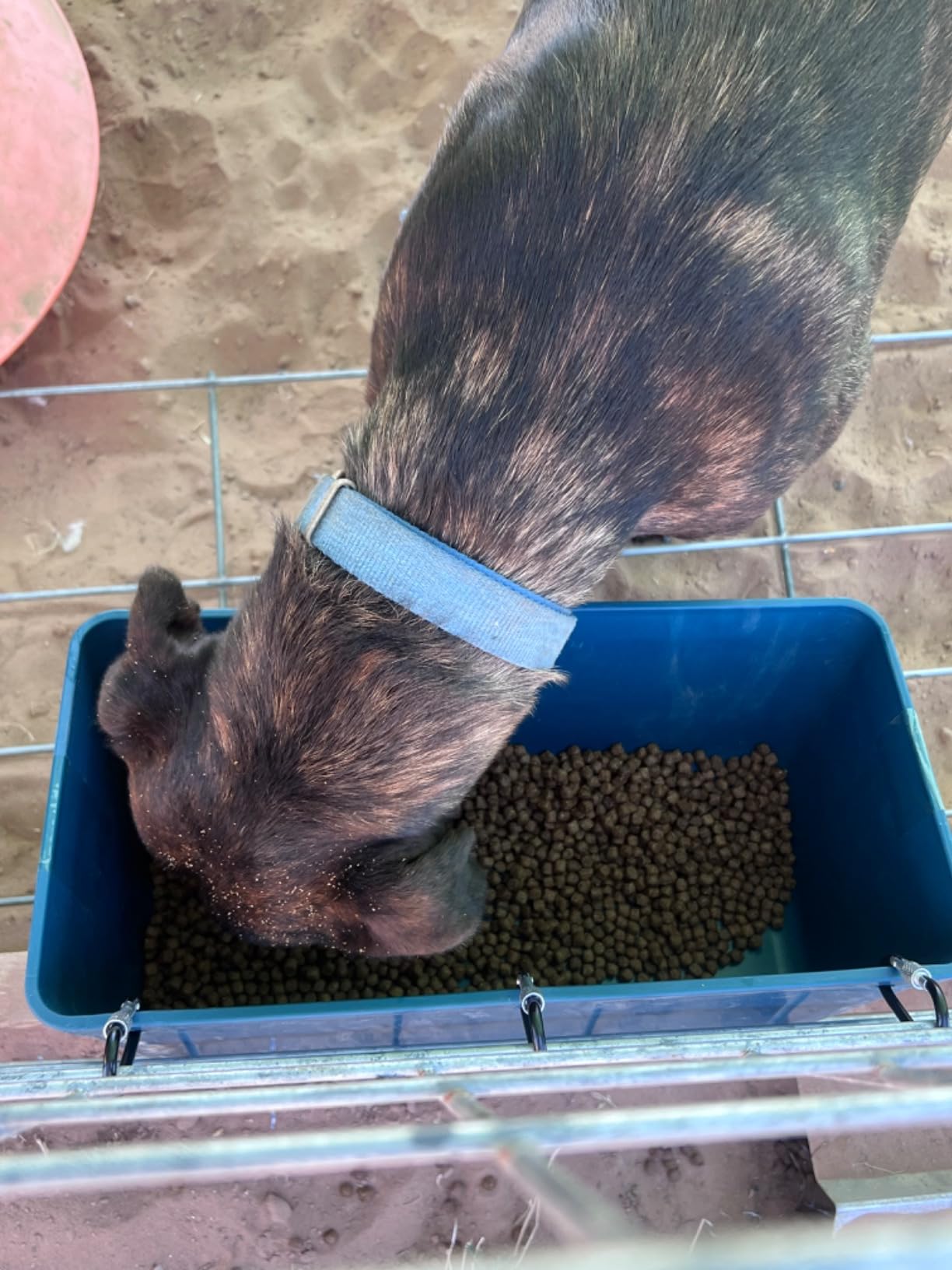 Large Feed Trough and Goat Feeder - 2 Pack Hanging Feeder with Clips, Waterer Bucket, Fence Feed Trough, Goat Supplies, 10 Quart customer photo 1