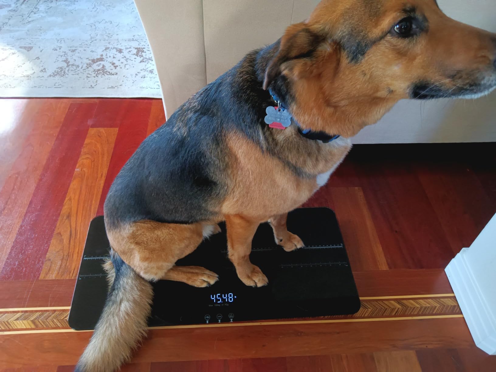 SIKE Medium-Small Veterinary Scale, Dog Scale (+/-10g) Accuracy, Max 220lbs, Digital Pet Scales and USB Recharging Cord Included, 27 x 13 inch Tempered Glass Platform with Anti Slip Sticker customer photo 2