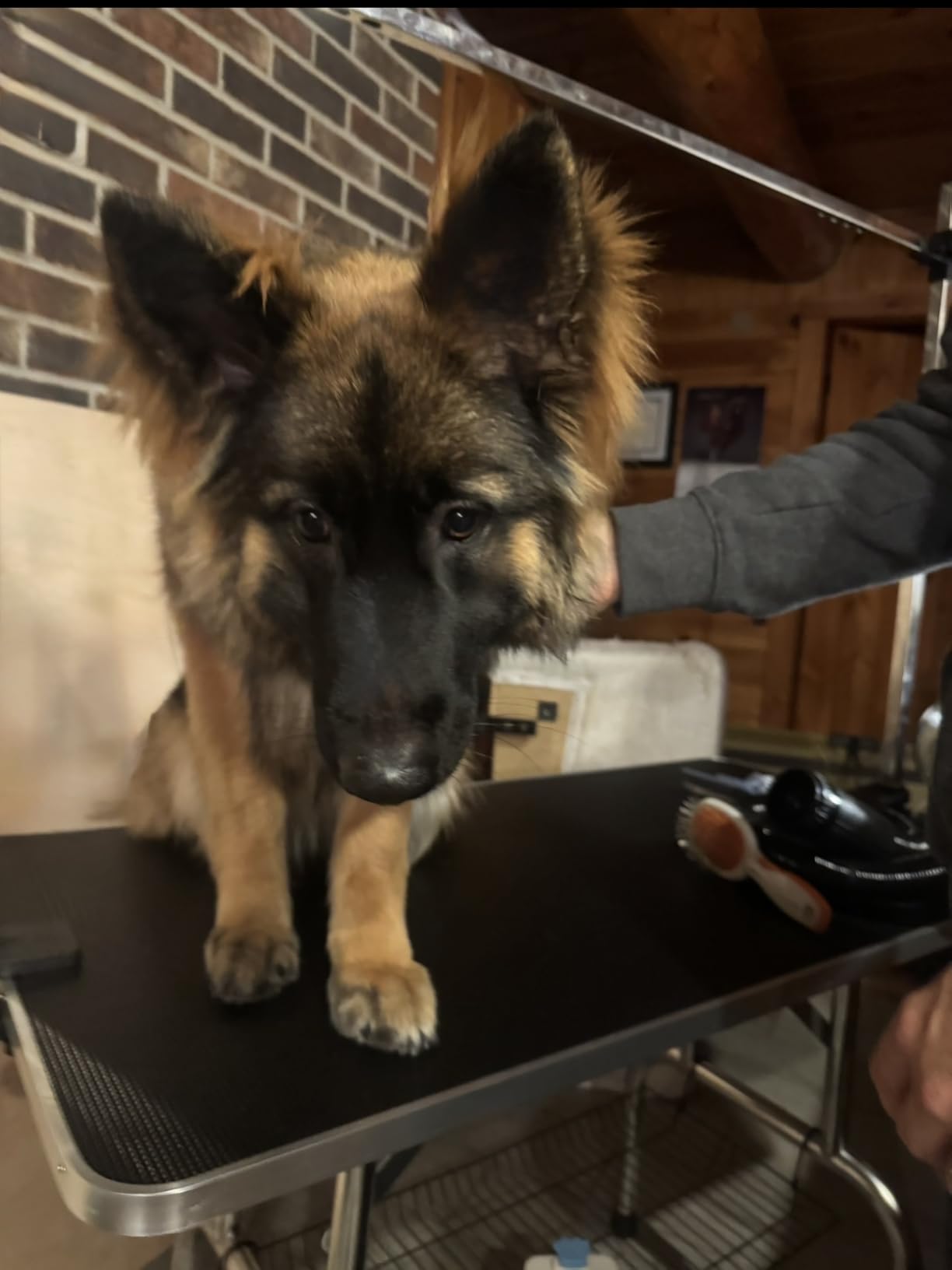 Flying Pig High Velocity Dog Pet Grooming Dryer w/Heater (Flying One, Mint w/Grey Logo) customer photo 2