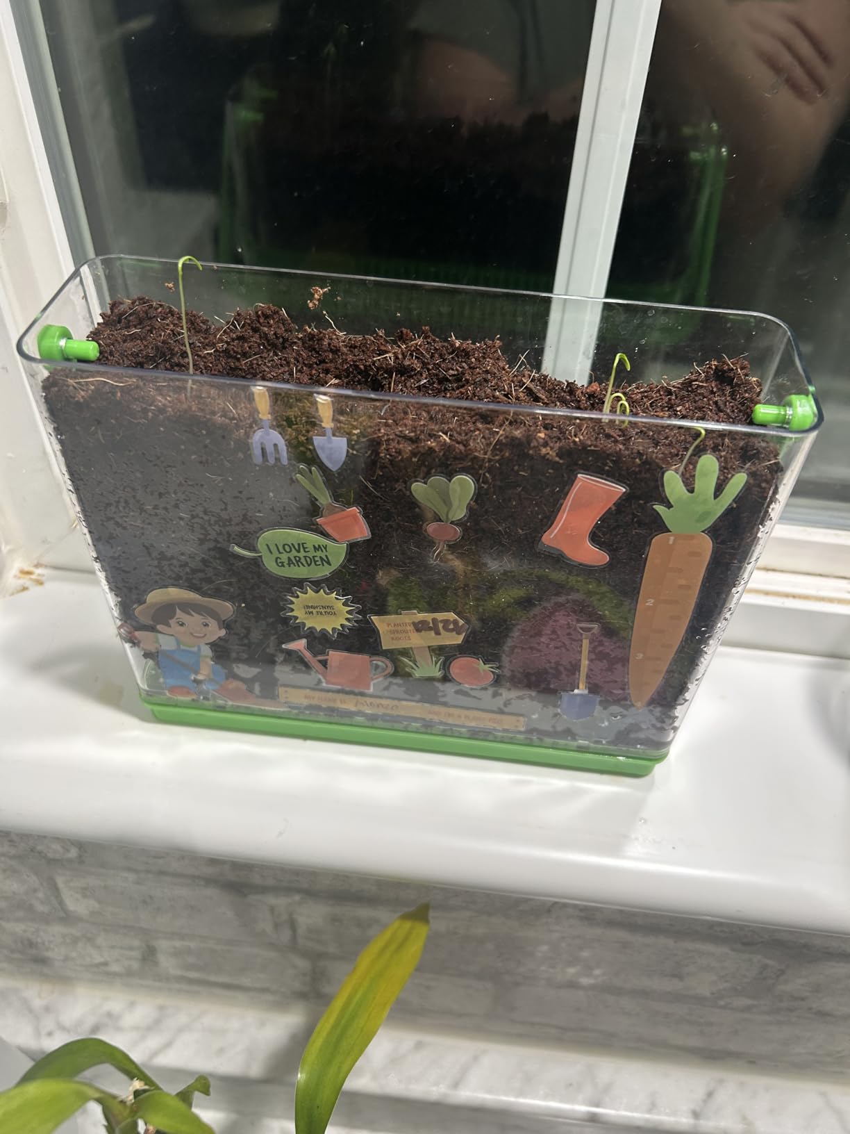 Dan&Darci Root Viewer Kit for Kids - Grow Your Own Plant, Science STEM Toy for Ages 4-8 customer photo 1
