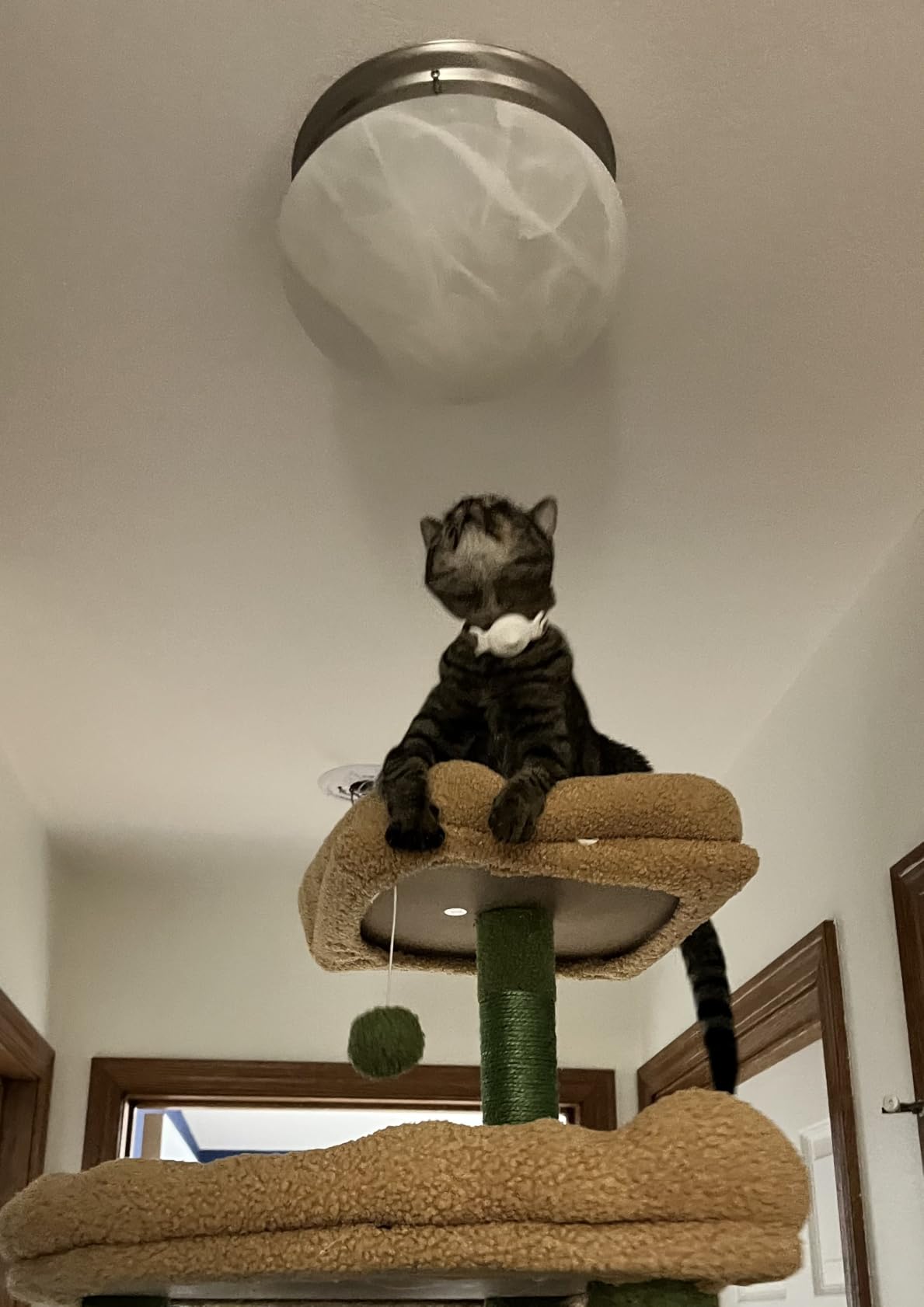 Globlazer Giant Cat Tree for Indoor Large Cats, 83in, F83, Dark Grey customer photo 2