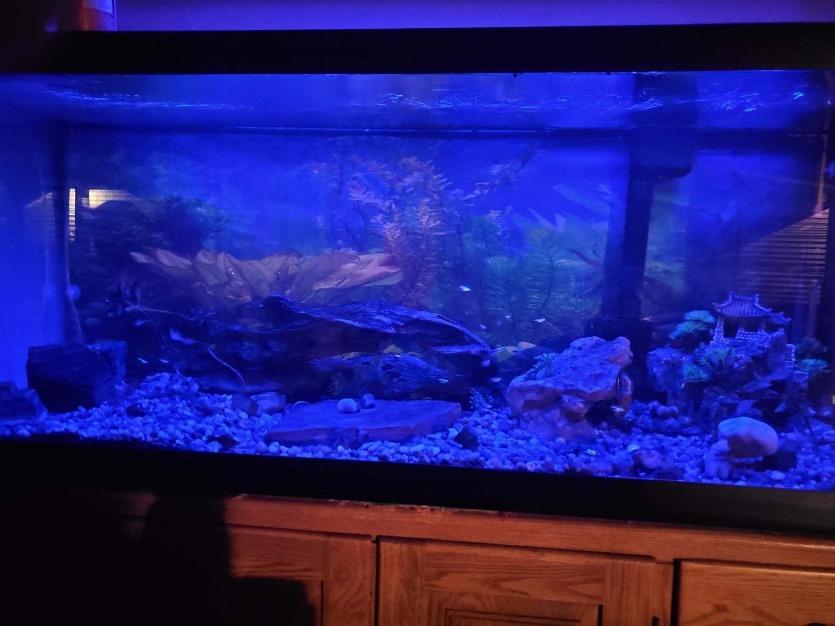 AQQA LED Aquarium Light, 24/7 Mode IP68 Waterproof Extendable Bracket Fish Tank Light, DIY Mode Full Spectrum Aquarium Plant Light, Adjustable Timer/Brightness Memory Function for 40-48 Inch Fish Tank customer photo 2