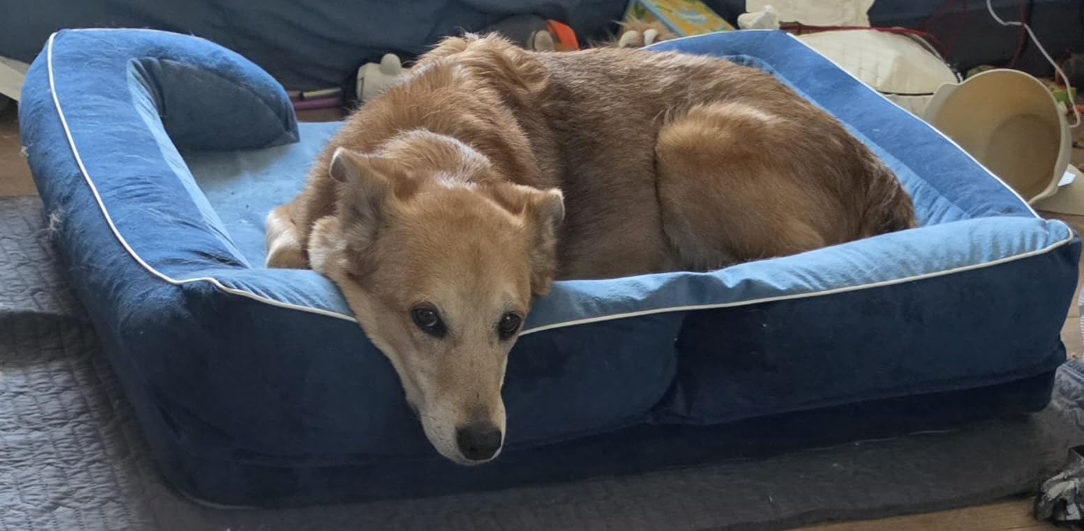 CWAWZ Extra Large Dog Bed, Orthopedic Dog Bed with Cooling Gel Memory Foam, Waterproof XL Pet Bed with Removable Washable Cover, 42