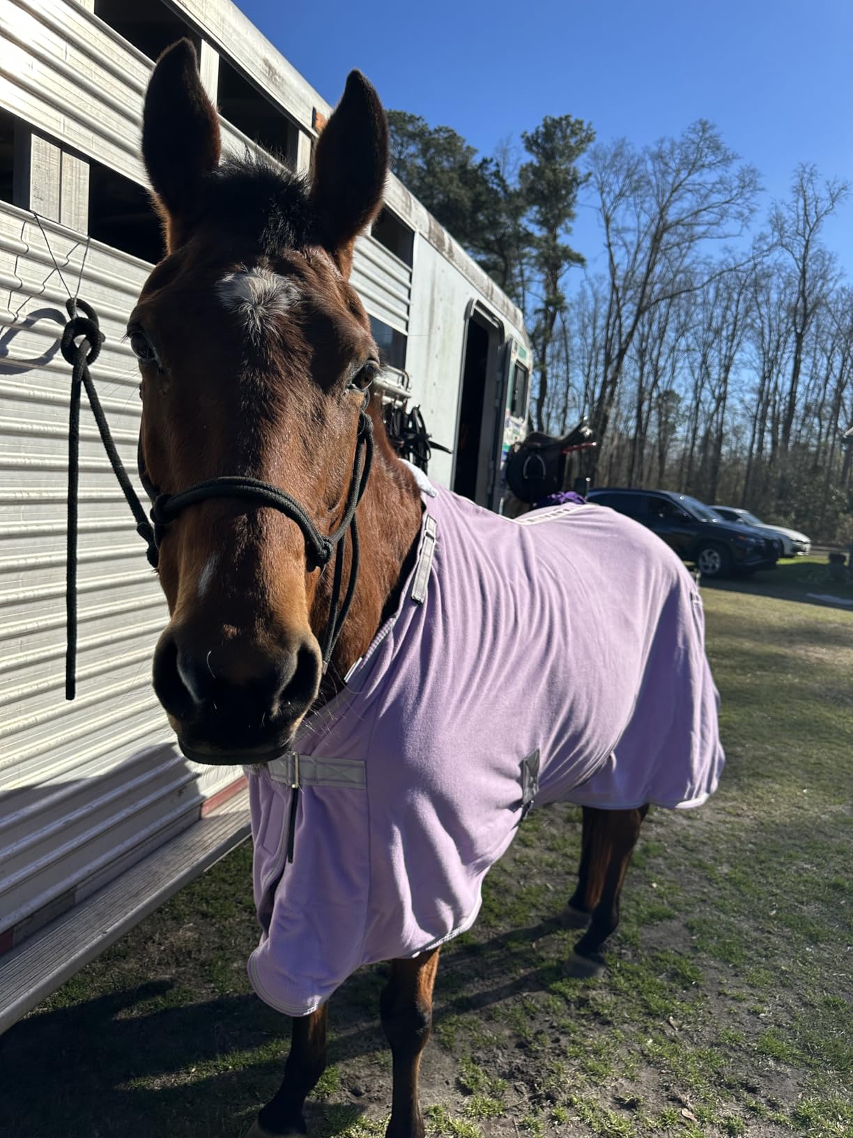 LEAFOREST Horse Fleece Blanket Polar Fleece Cooler Liner Soft Exercise Blankets for Horses Moisture Wicking Sheet in the Barn, Stable, Stall, Pasture, Paddock Black 72 inches customer photo 1