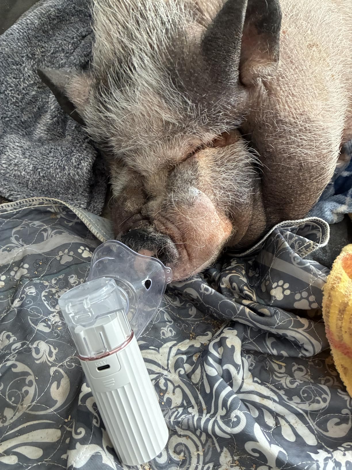 Cat Nebulizer for Breathing Problems, Low-Noise pet Spray, Suitable for Cats and Dogs (Small Cats and Small Dogs) customer photo 1