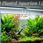 Best Planted Aquarium Lights
