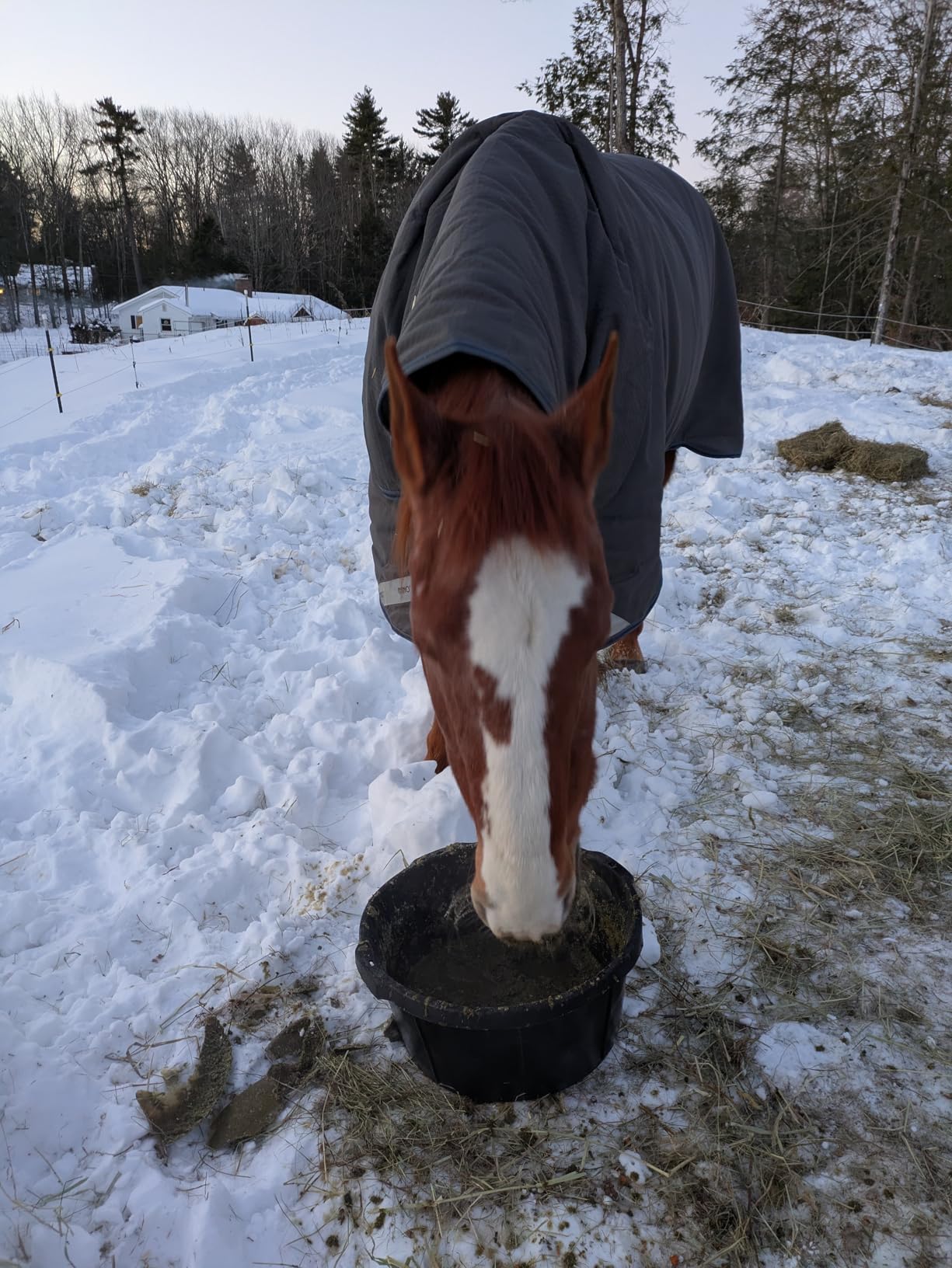 Little Giant Heavy Duty Rubber Tub | Durable Rubber Feed Pan | Indoor & Outdoor Use | Rubber Feed Bucket | 4 Quarts customer photo 1