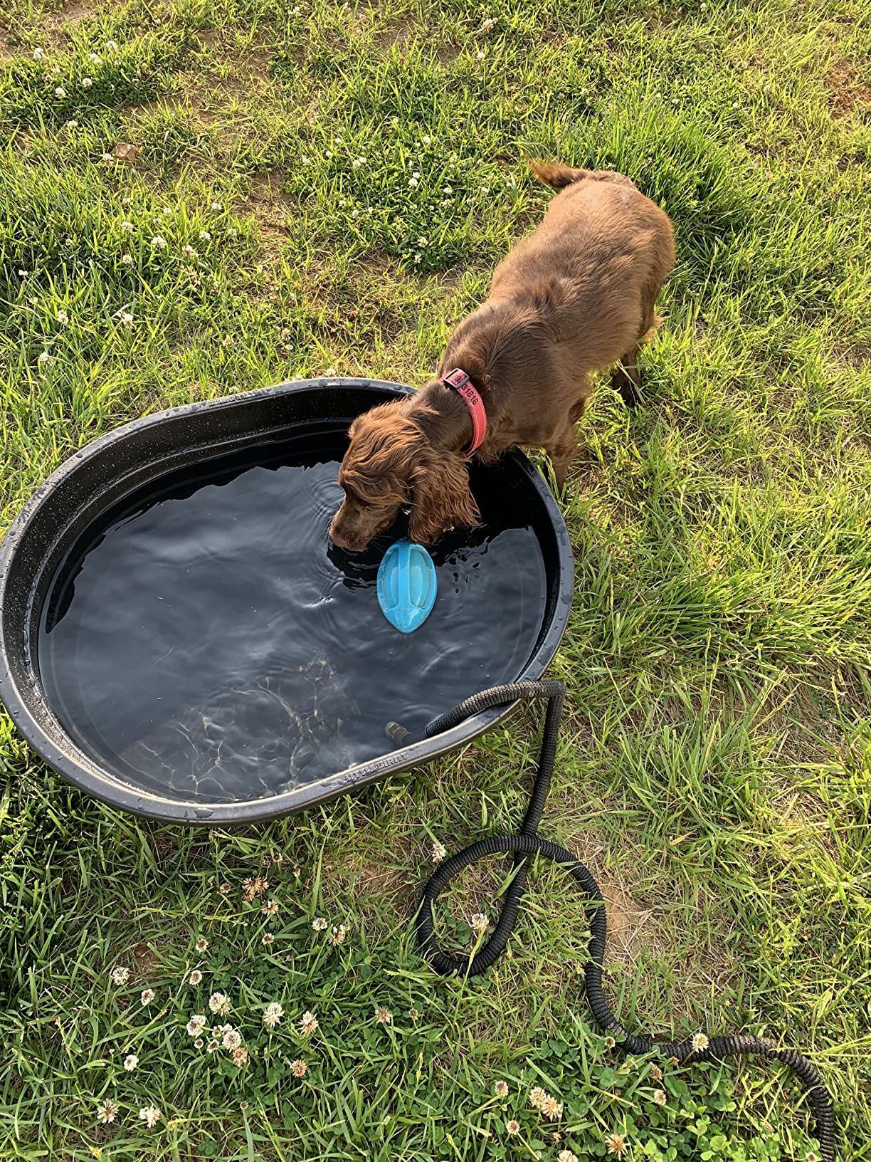 Little Giant Poly Oval Stock Tank | Water Trough | Plastic Pond Tub | Heavy Duty Feeding & Watering Trough for Livestock | 100 Gallons customer photo 1
