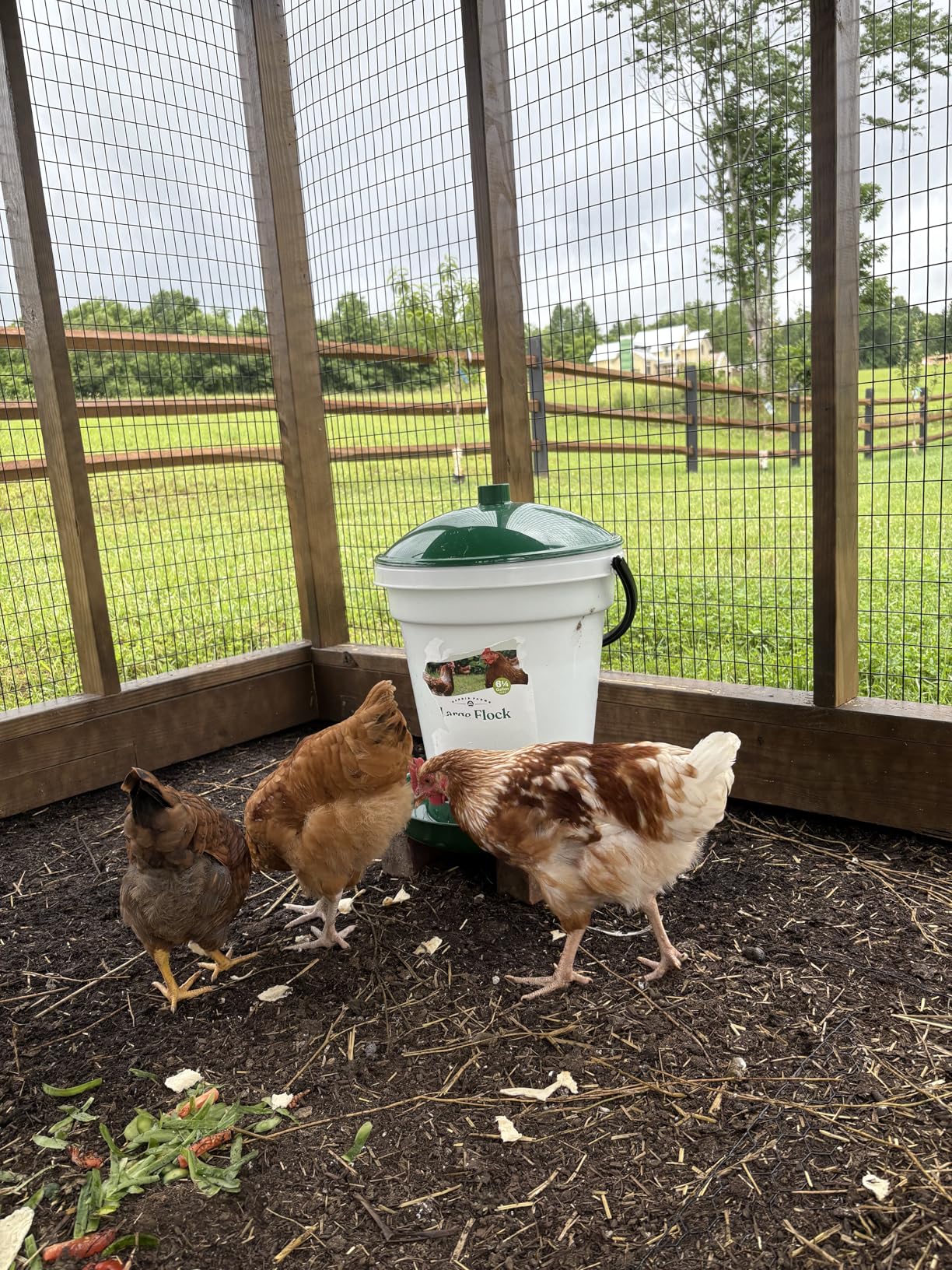 Harris Farms Hanging Poultry Feeder with Twist Lock Base, 10 lb Capacity | Feeds Up to 25 Birds, Hanging Design Helps Reduce Feed Waste, Durable Plastic Construction, Easy to Refill customer photo 1