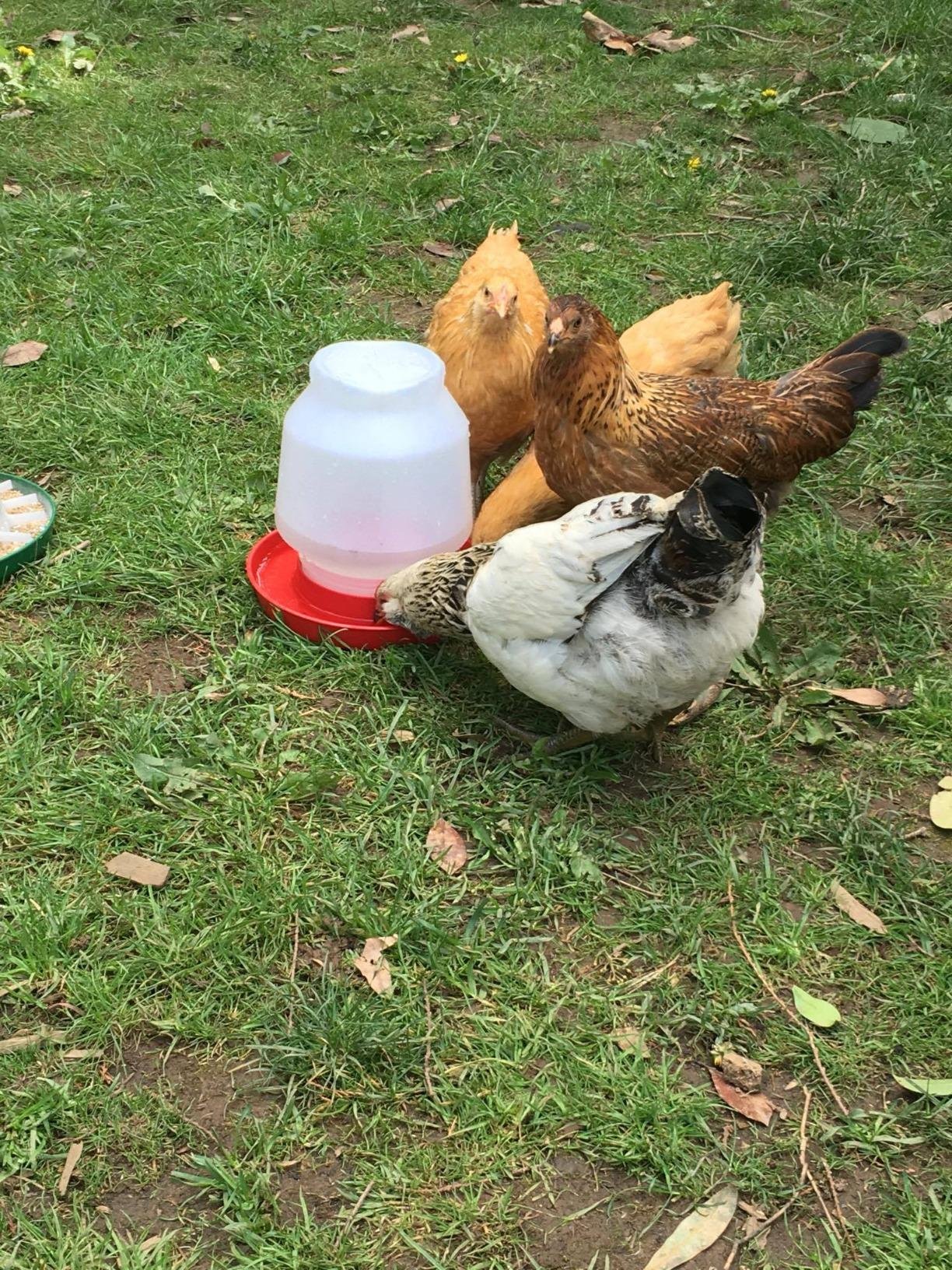 Little Giant Complete Plastic Poultry Fount, Heavy Duty Plastic Gravity Fed Water Container, 1 Gallon customer photo 1