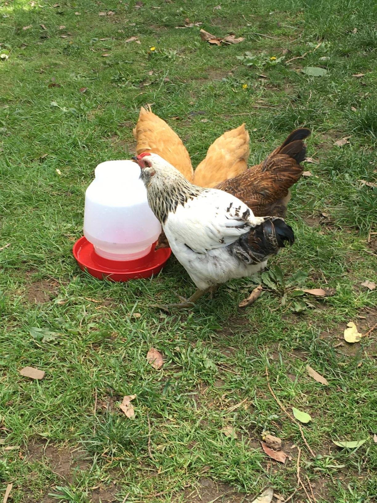 Little Giant Complete Plastic Poultry Fount, Heavy Duty Plastic Gravity Fed Water Container, 1 Gallon customer photo 2