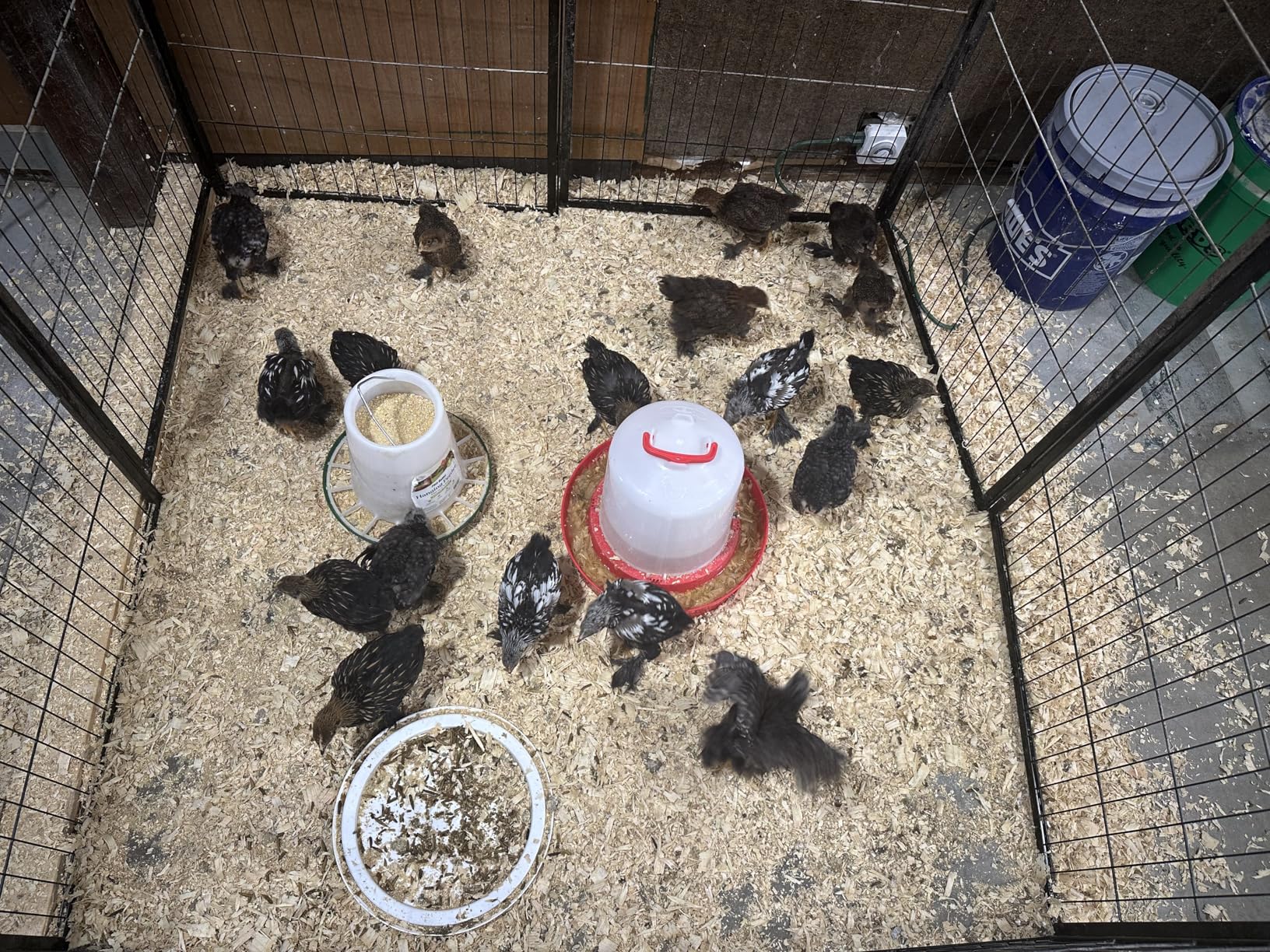 Little Giant Deep Base Poultry Waterer, Heavy Duty Plastic Water Container, 2 Gallon customer photo 1