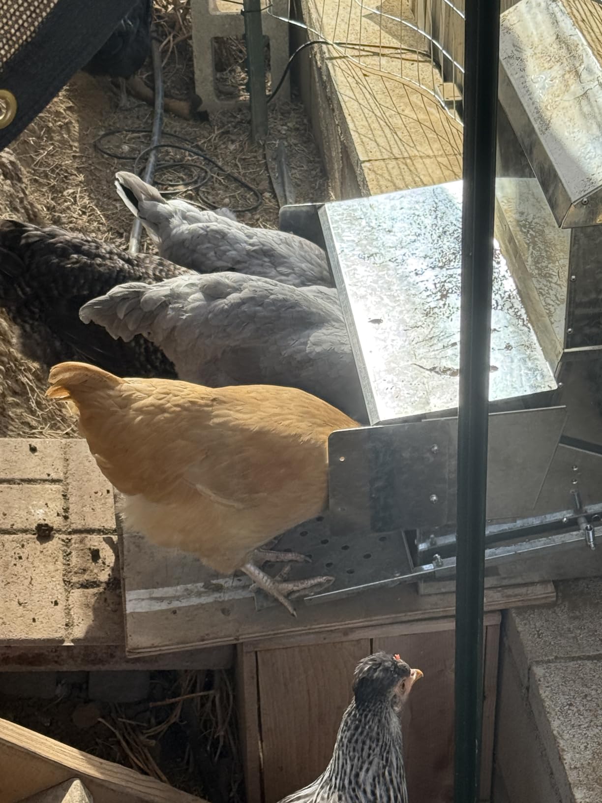RentACoop Automatic Treadle Chicken Feeder - 40 lb Capacity customer photo 2