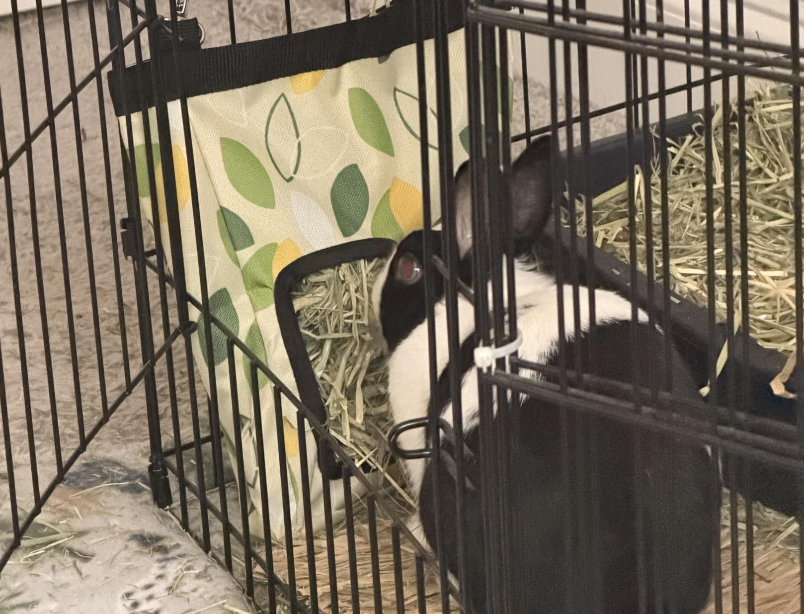 RIOUSSI Guinea Pig Hay Feeder, Hanging Rabbit Hay Feeder Bag. Stars | Upgraded Double Layer Fabric | Bite Resistant | Cleaner Hay & Less Mess | Small Animal Hay Holder for Bunnies & Chinchillas customer photo 1