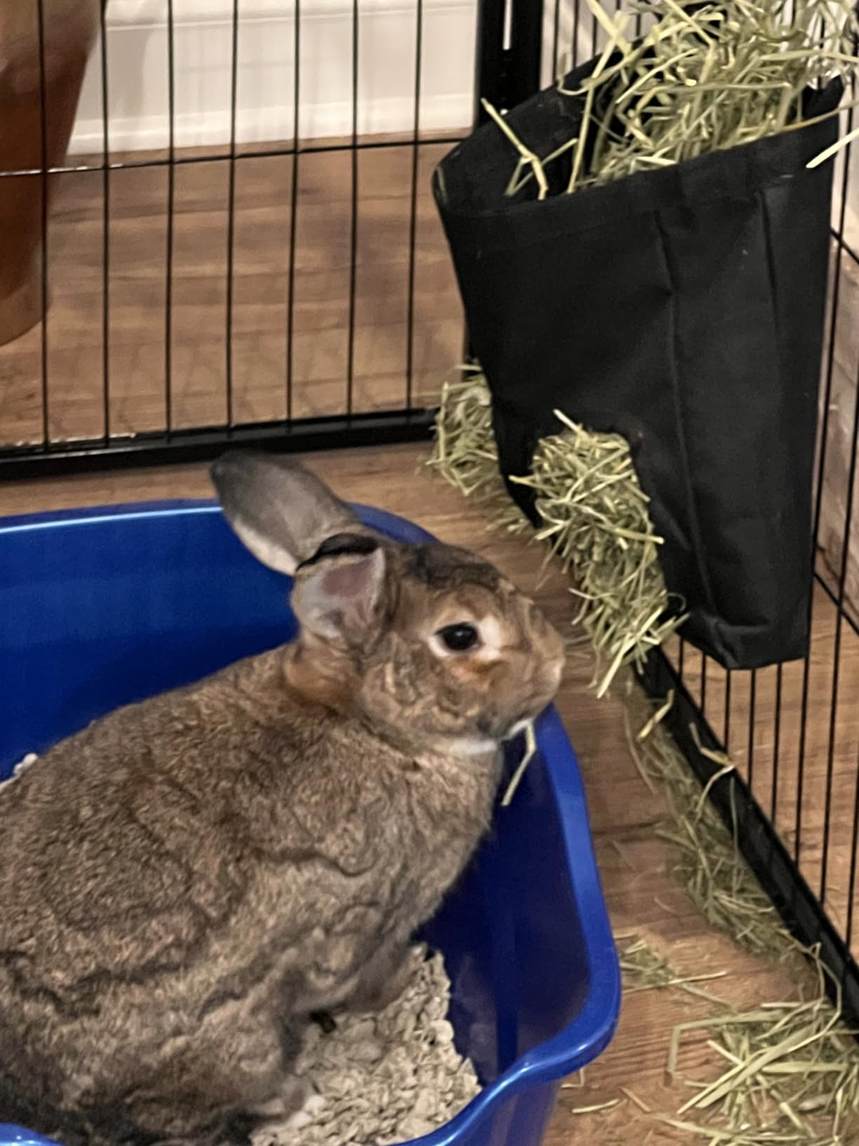 RIOUSSI Guinea Pig Hay Feeder, Hanging Rabbit Hay Feeder Bag. Stars | Upgraded Double Layer Fabric | Bite Resistant | Cleaner Hay & Less Mess | Small Animal Hay Holder for Bunnies & Chinchillas customer photo 2