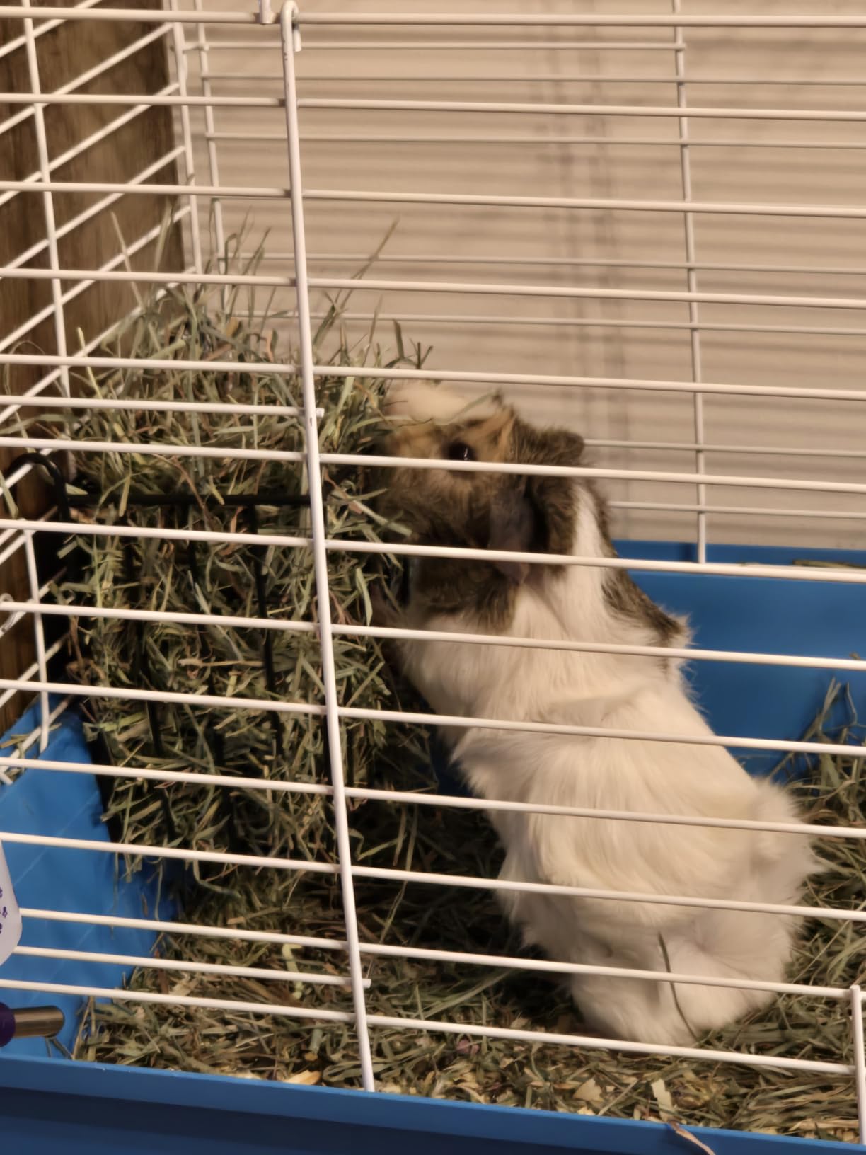 Guinea Pig Hay Feeder, Rabbit Hay Feeder with Heavy-Duty Metal Frame Hay Holder, for Bunny, Guinea Pigs, Chinchillas - 6.9x4.7x6.6 inch customer photo 1