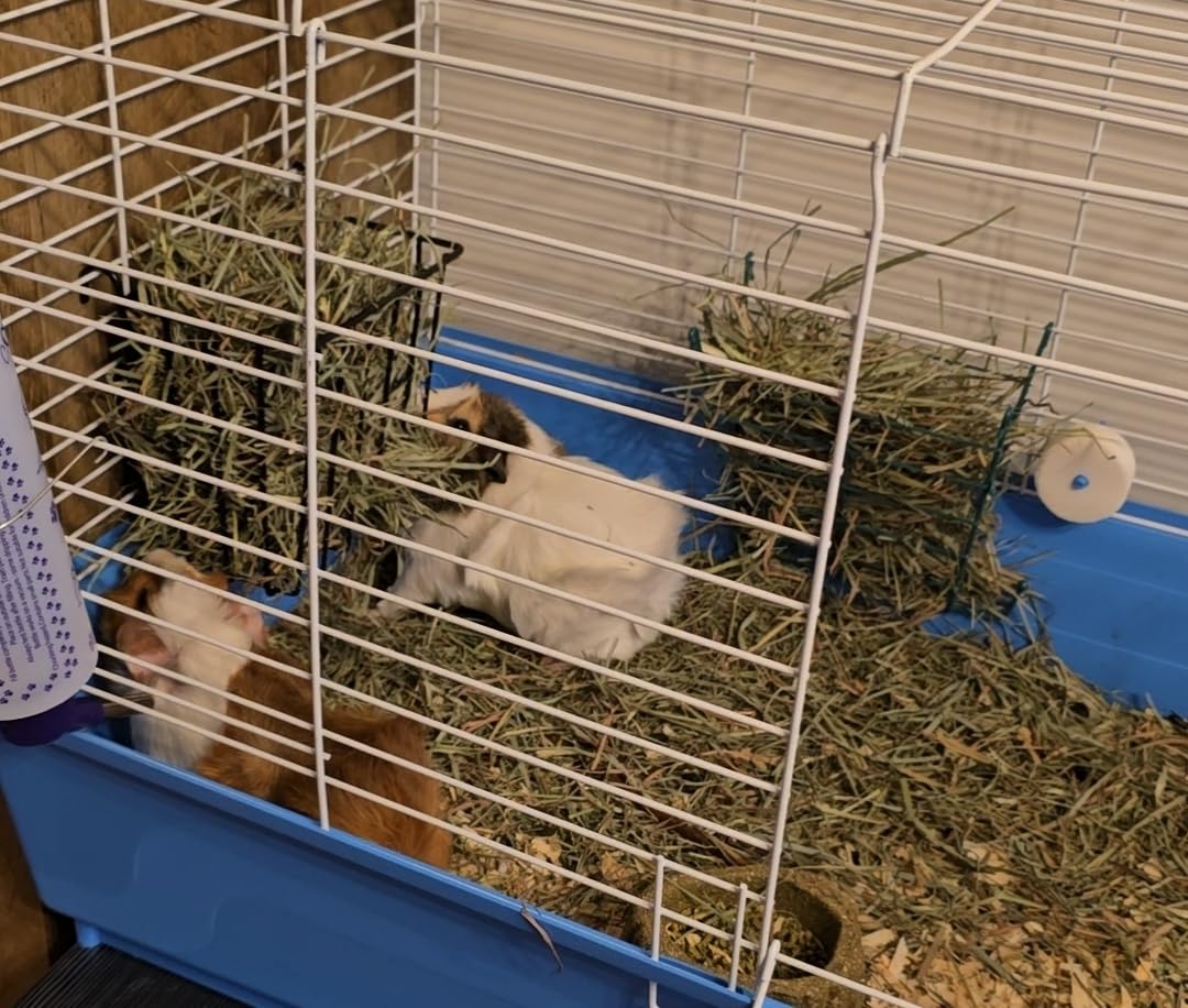 Guinea Pig Hay Feeder, Rabbit Hay Feeder with Heavy-Duty Metal Frame Hay Holder, for Bunny, Guinea Pigs, Chinchillas - 6.9x4.7x6.6 inch customer photo 2