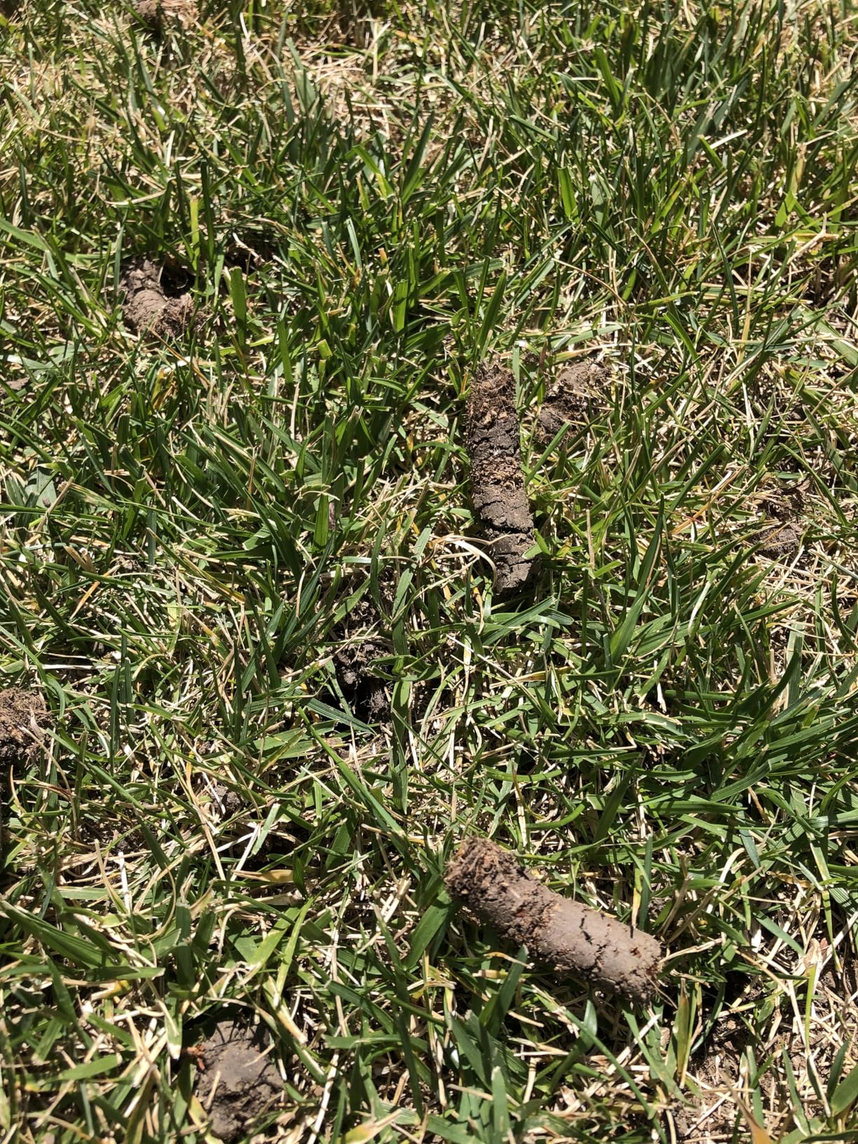 Patented Rolling Lawn Aerator Compacted Soil Loosening Manual Coring Tool | Yard Grass Pulling Plugs, Manual Aeration Tool, Push Roller Rotary, Compacted Garden Soil Loosening customer photo 1