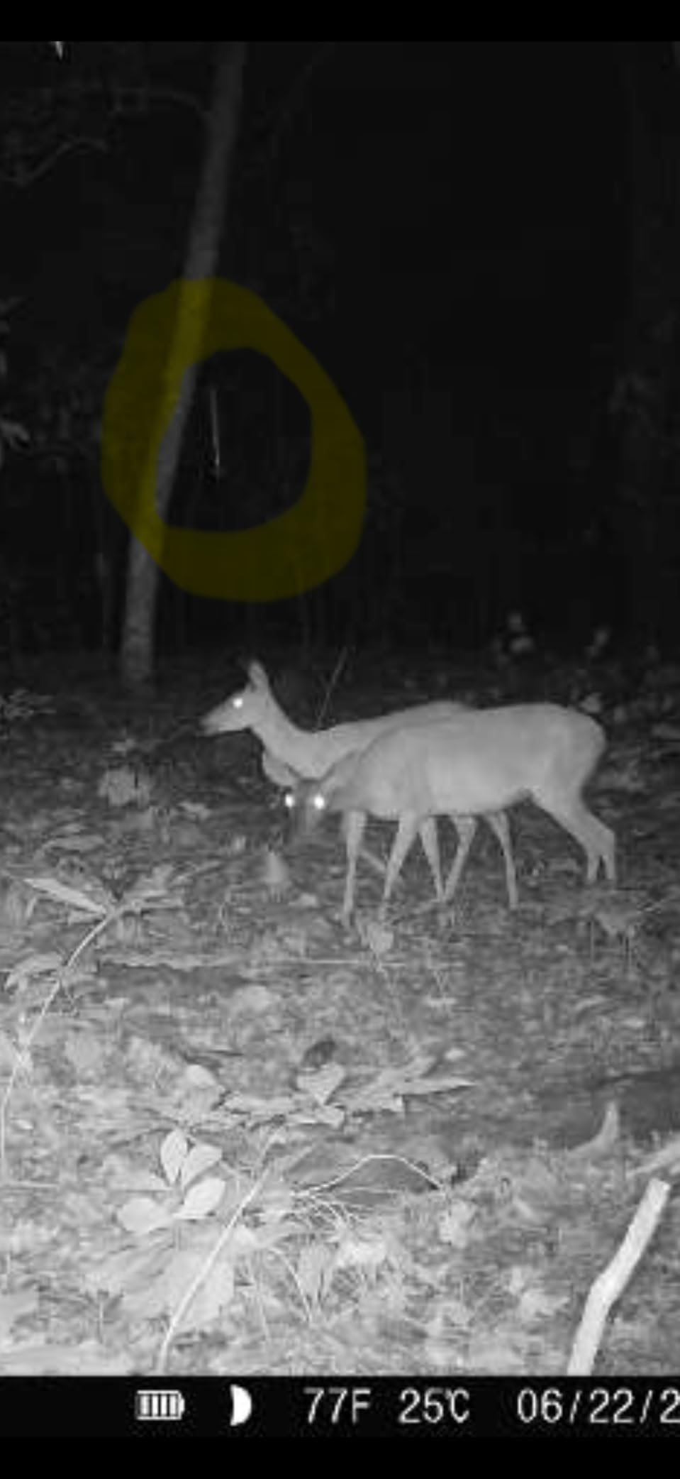 Moultrie All-in-One Hanging Deer Feeder - 30 Lb, Bluetooth App Control, Collapsible Design customer photo 1
