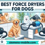 Best Force Dryers for Dogs