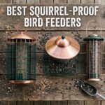 best bird feeders squirrel proof premium