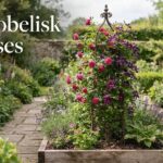 best obelisk trellises