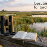 best binoculars for bird watching